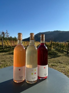 お知らせ　　2025年新酒、繰り上げ　11/8（土）から発売開始！　