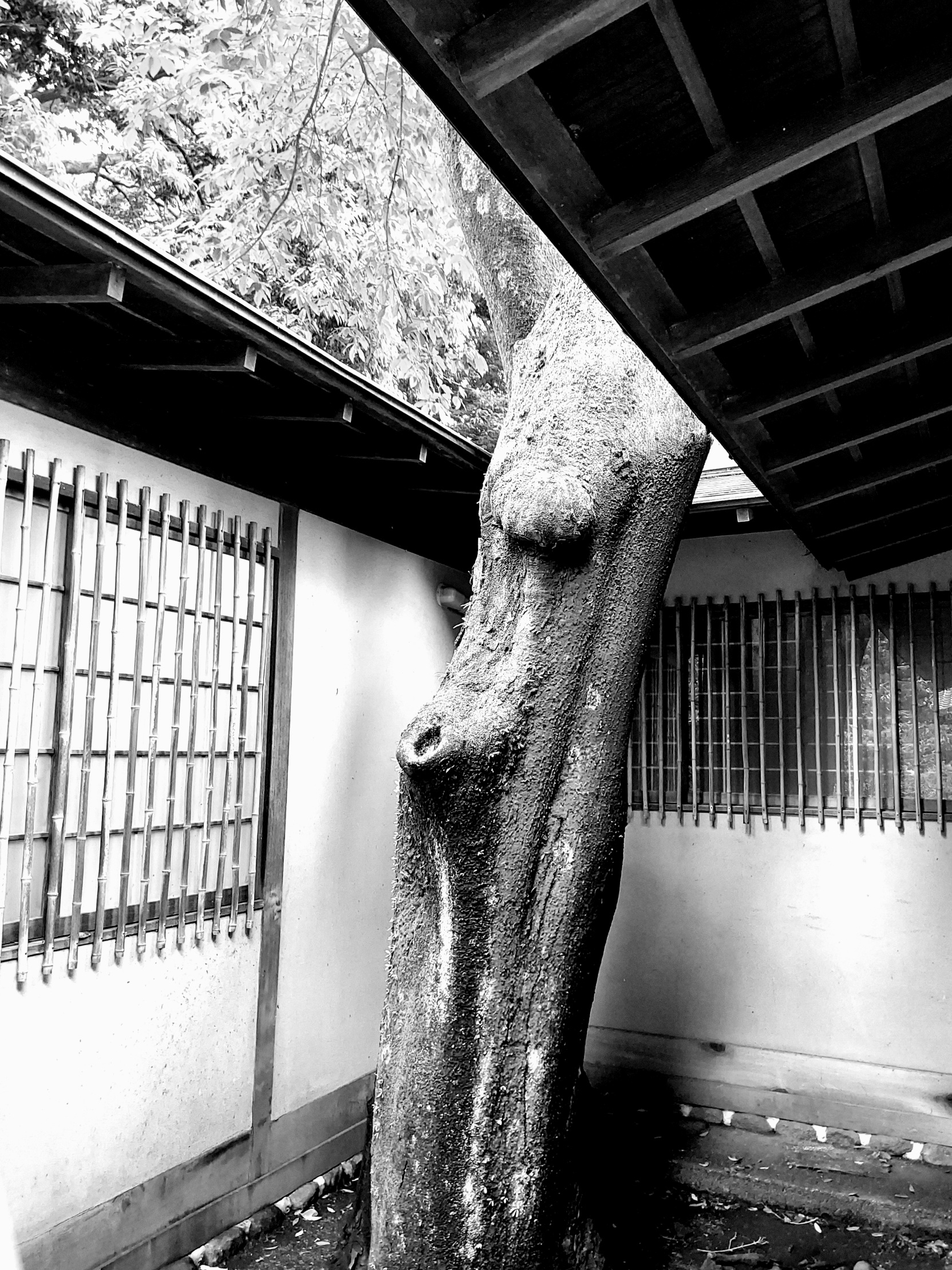 令和七年　雨の季節を前に全身で深呼吸した佳き日に