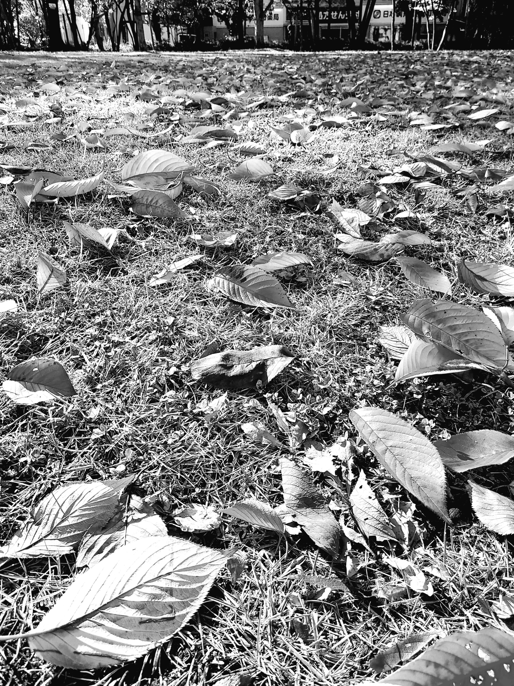 令和七年 今が一番美しいと思えるニッポンで