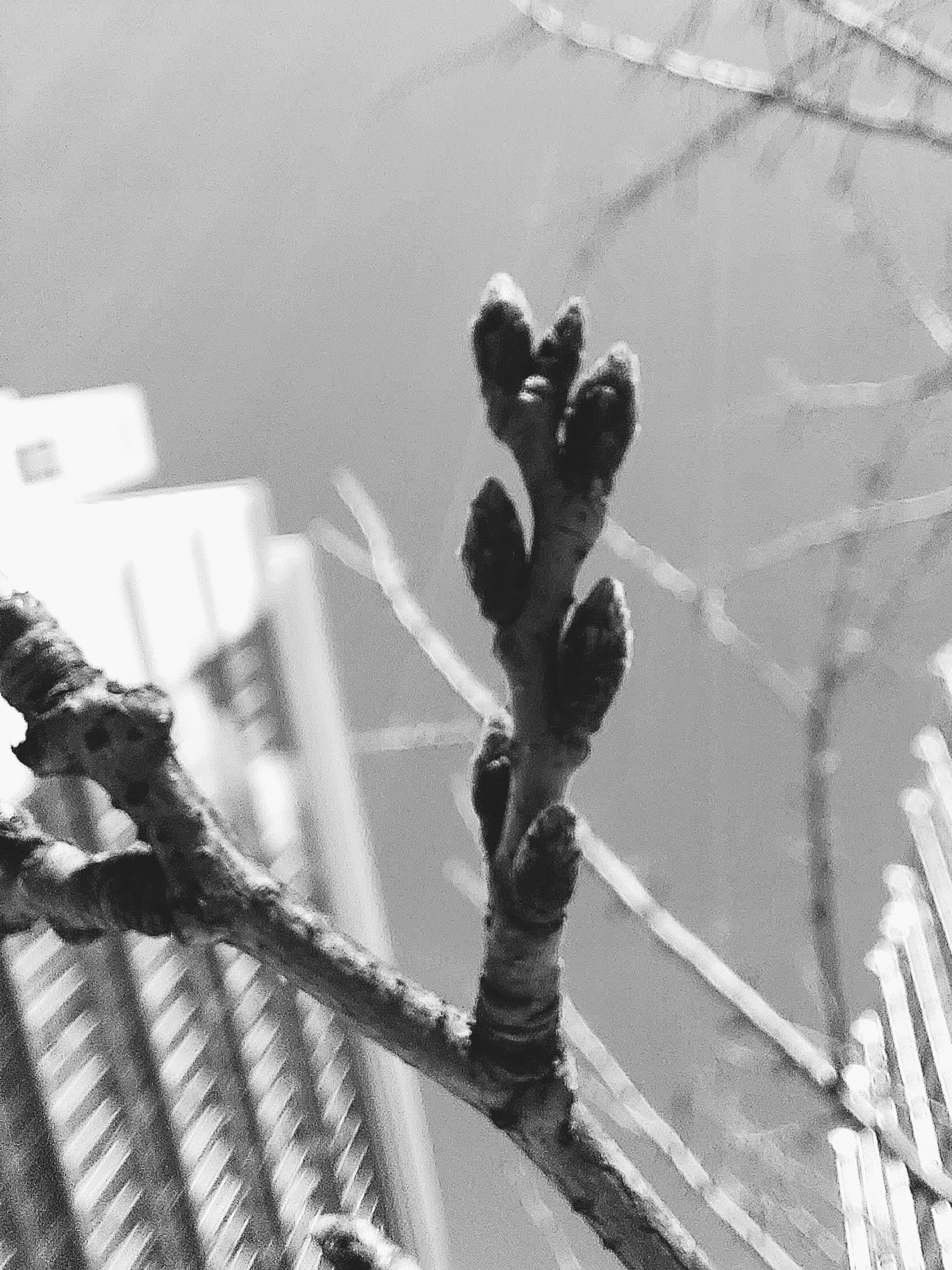 令和七年　梅香る桃の節句に桜について徒然と