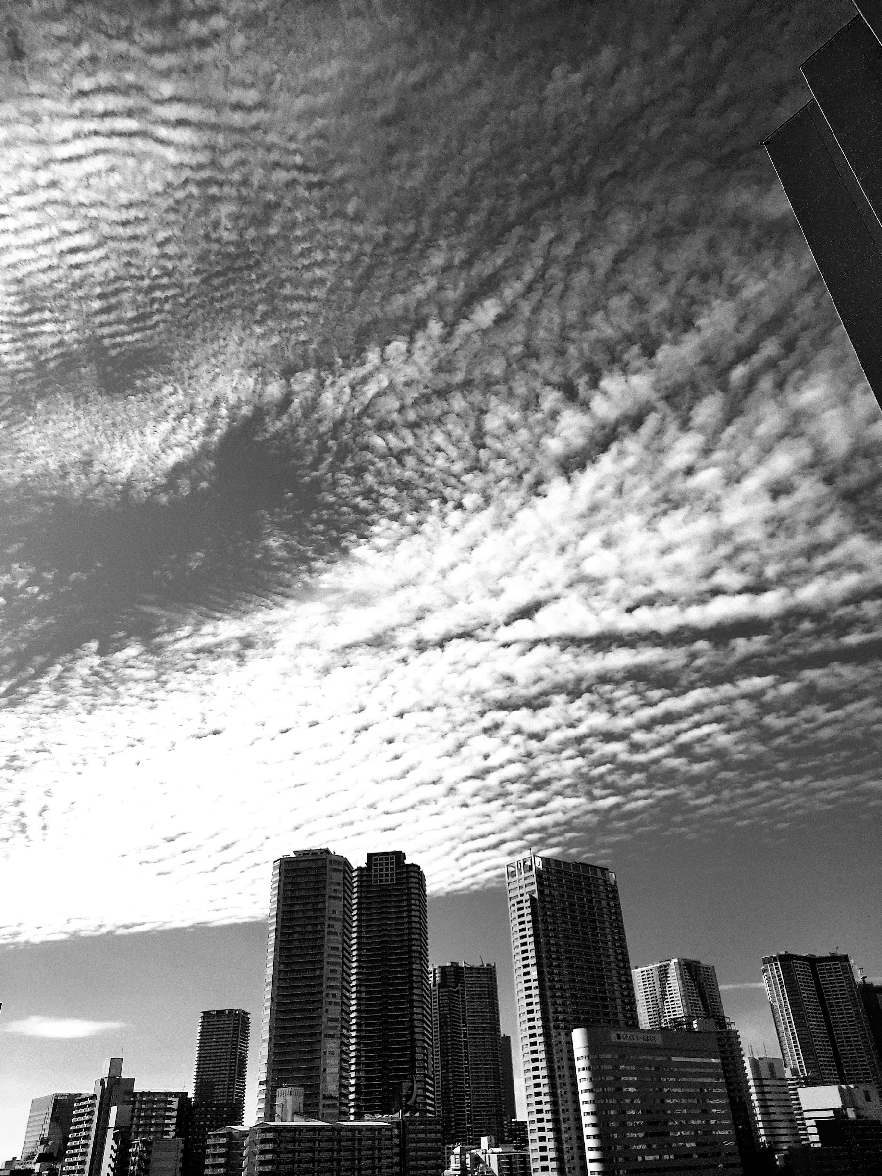 令和七年 東京の空にいわし雲を見た朝に