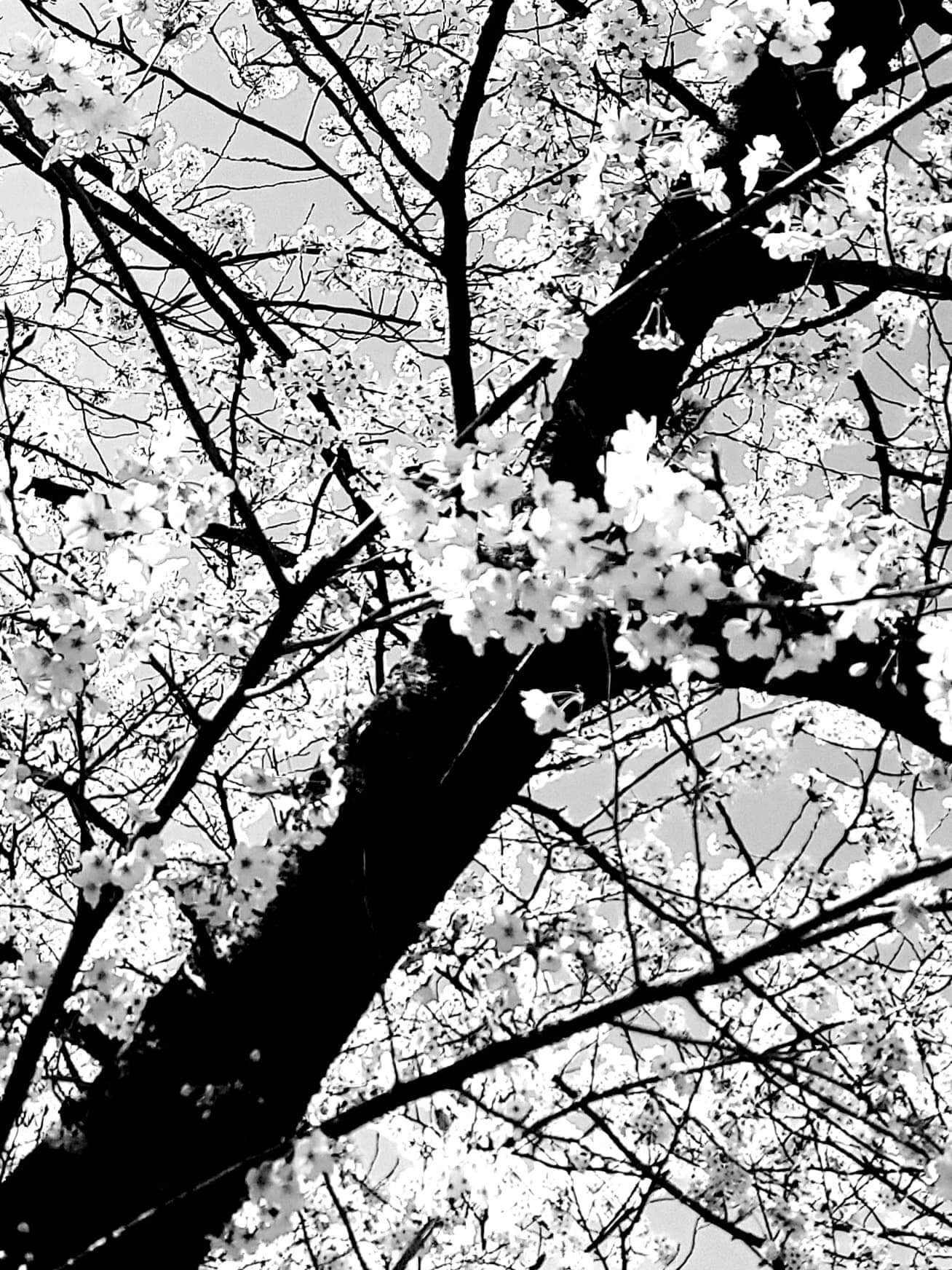 令和四年　散る桜、やっぱり好きだ、散る桜