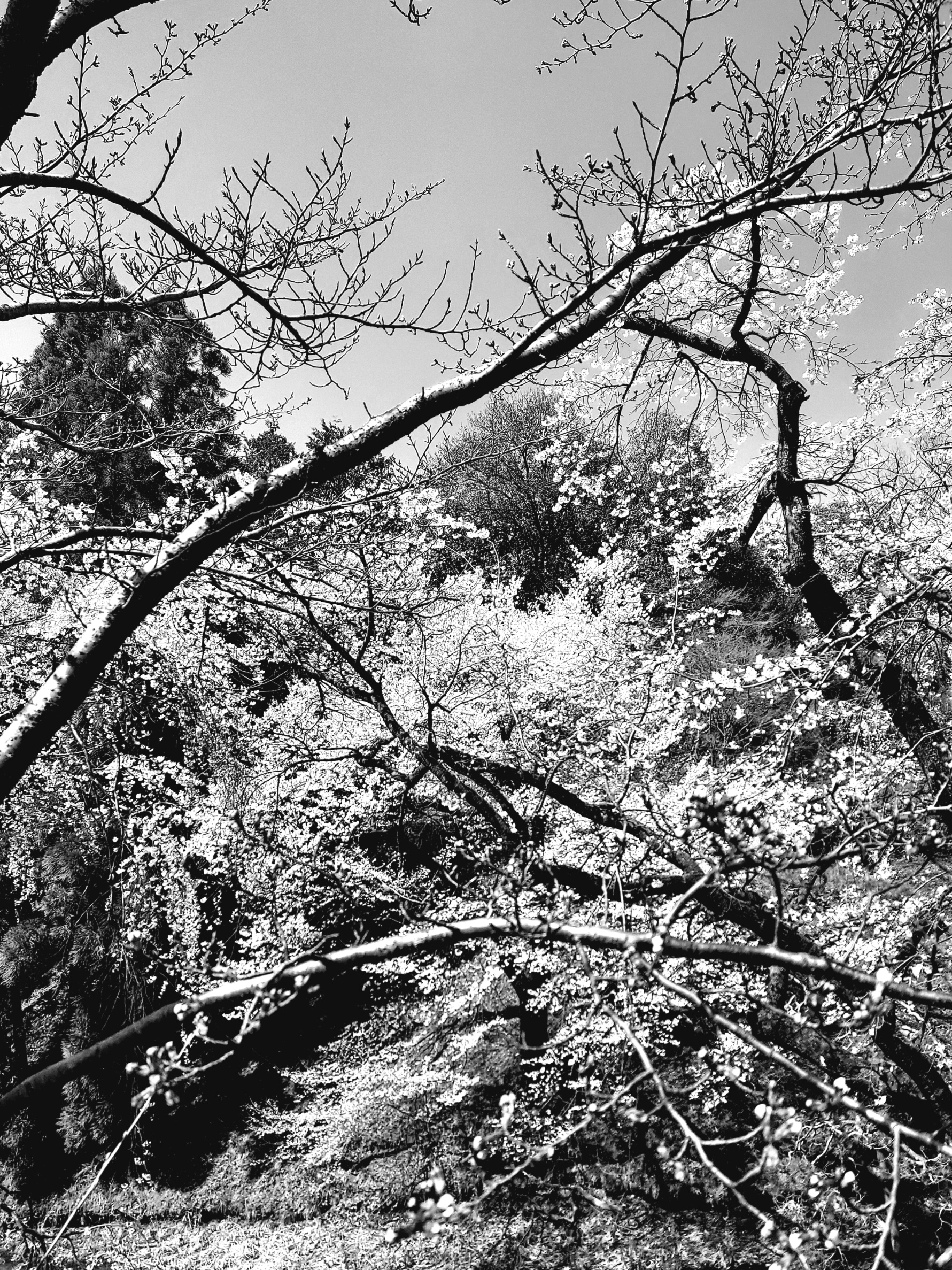 令和七年　春雷轟く桜吹雪に