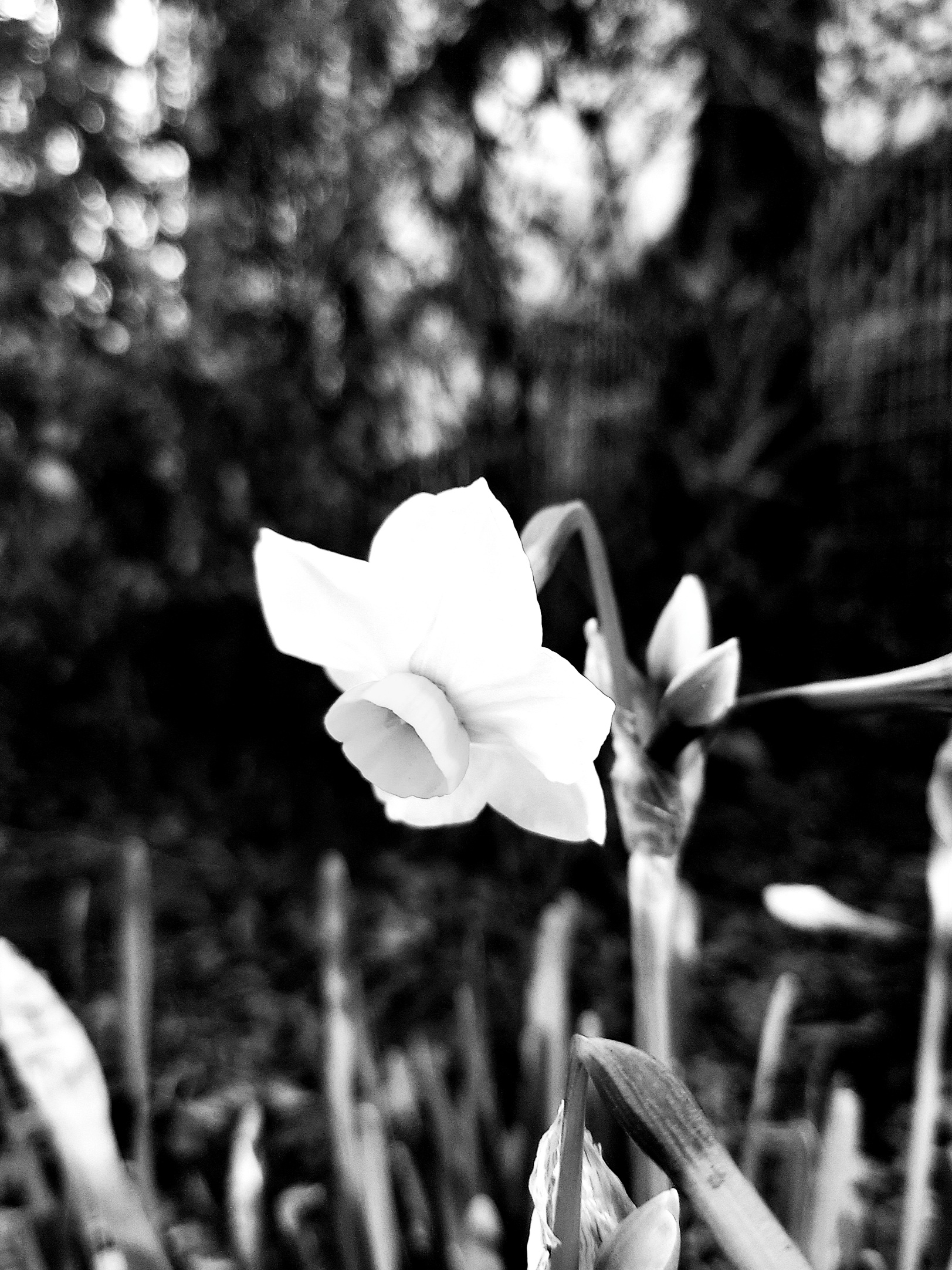 令和八年　大寒を迎えた水仙の花咲く街で