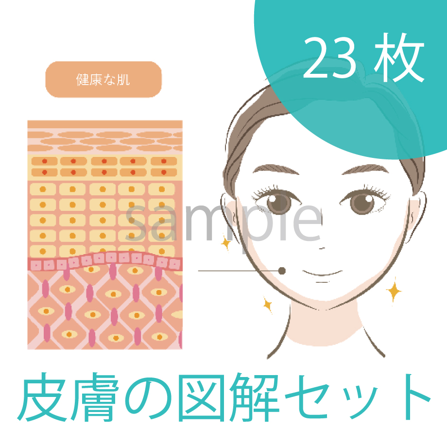 皮膚の図解のイラストを追加しました！
