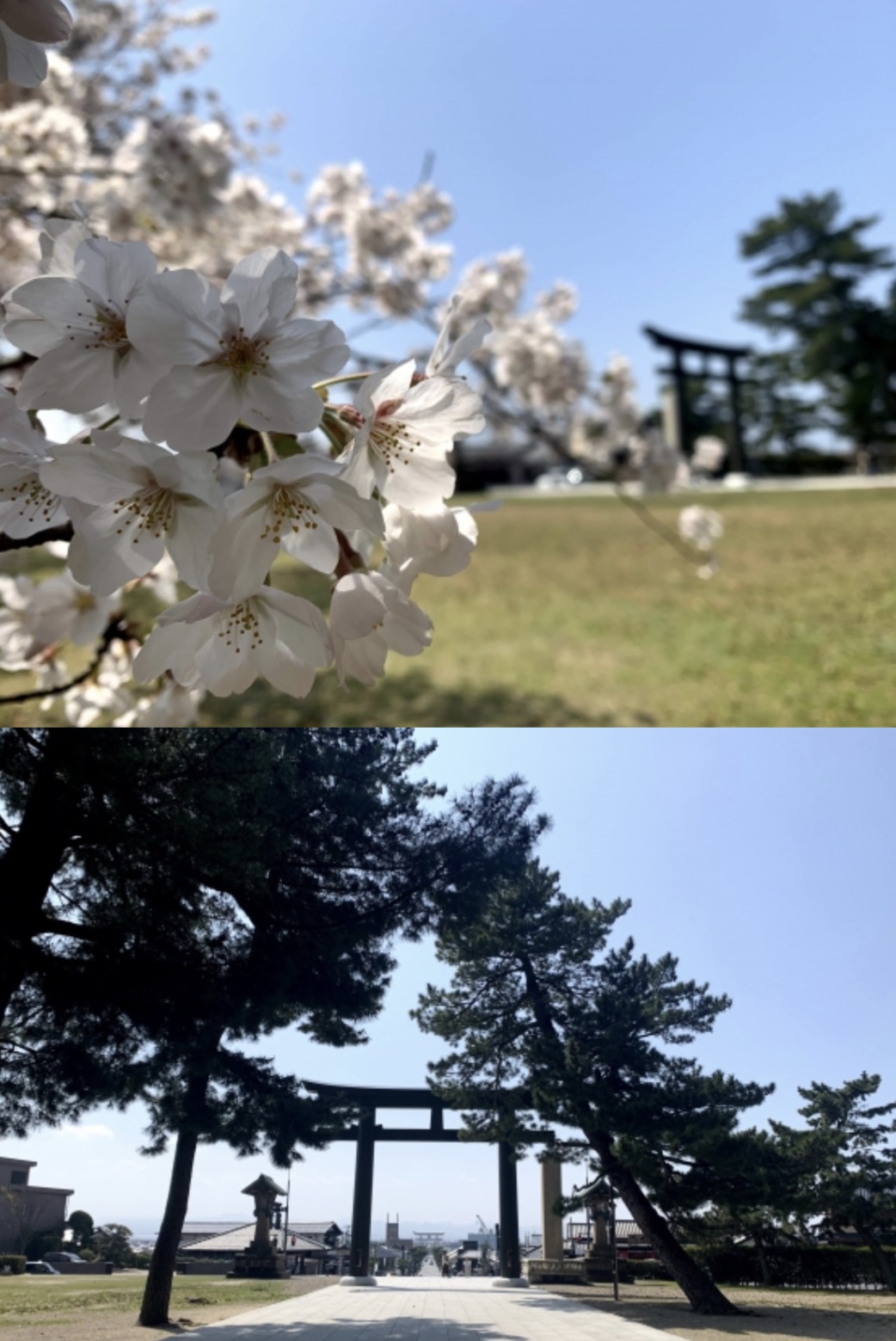 出雲大社の桜と楽しむ春限定クラフトビール｜お花見・出雲土産にもおすすめ