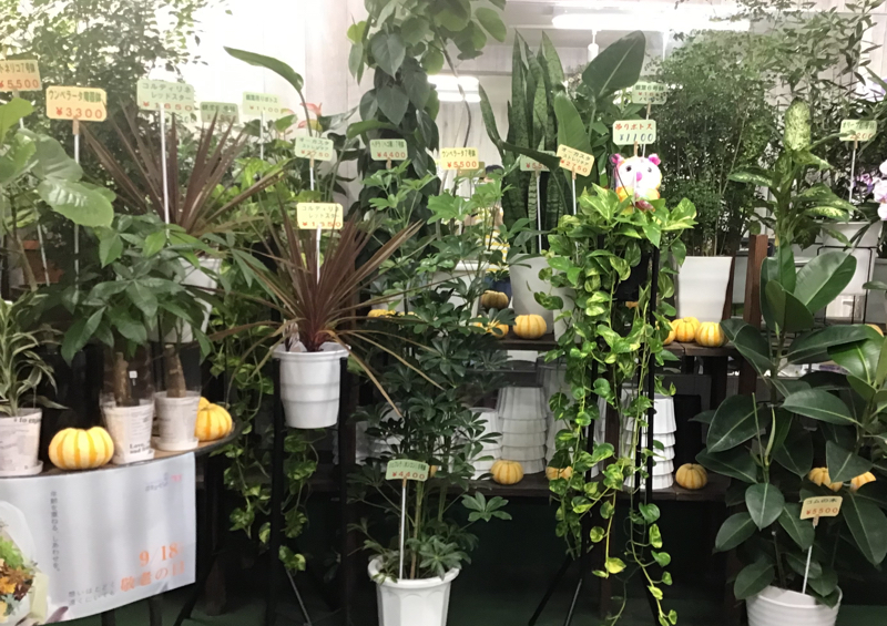 観葉植物各種取り揃えています！【2023/9/12掲載情報】