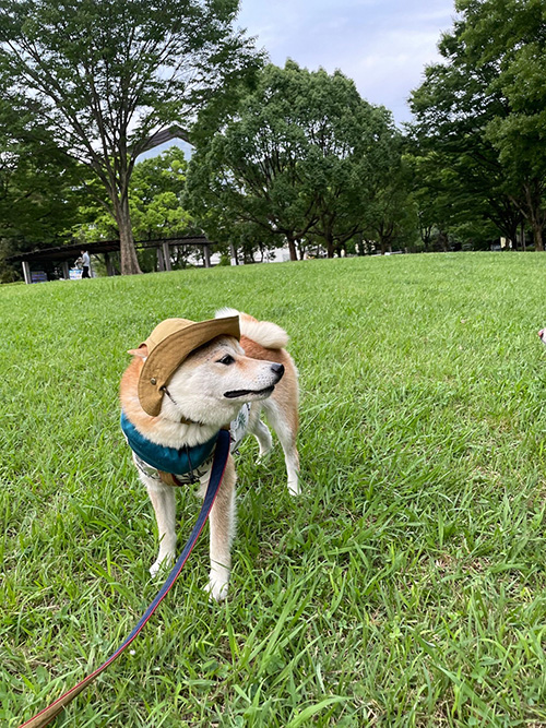 【ショップブログ】柴犬ちゃんのお帽子お届けしましたよ。お写真あり！