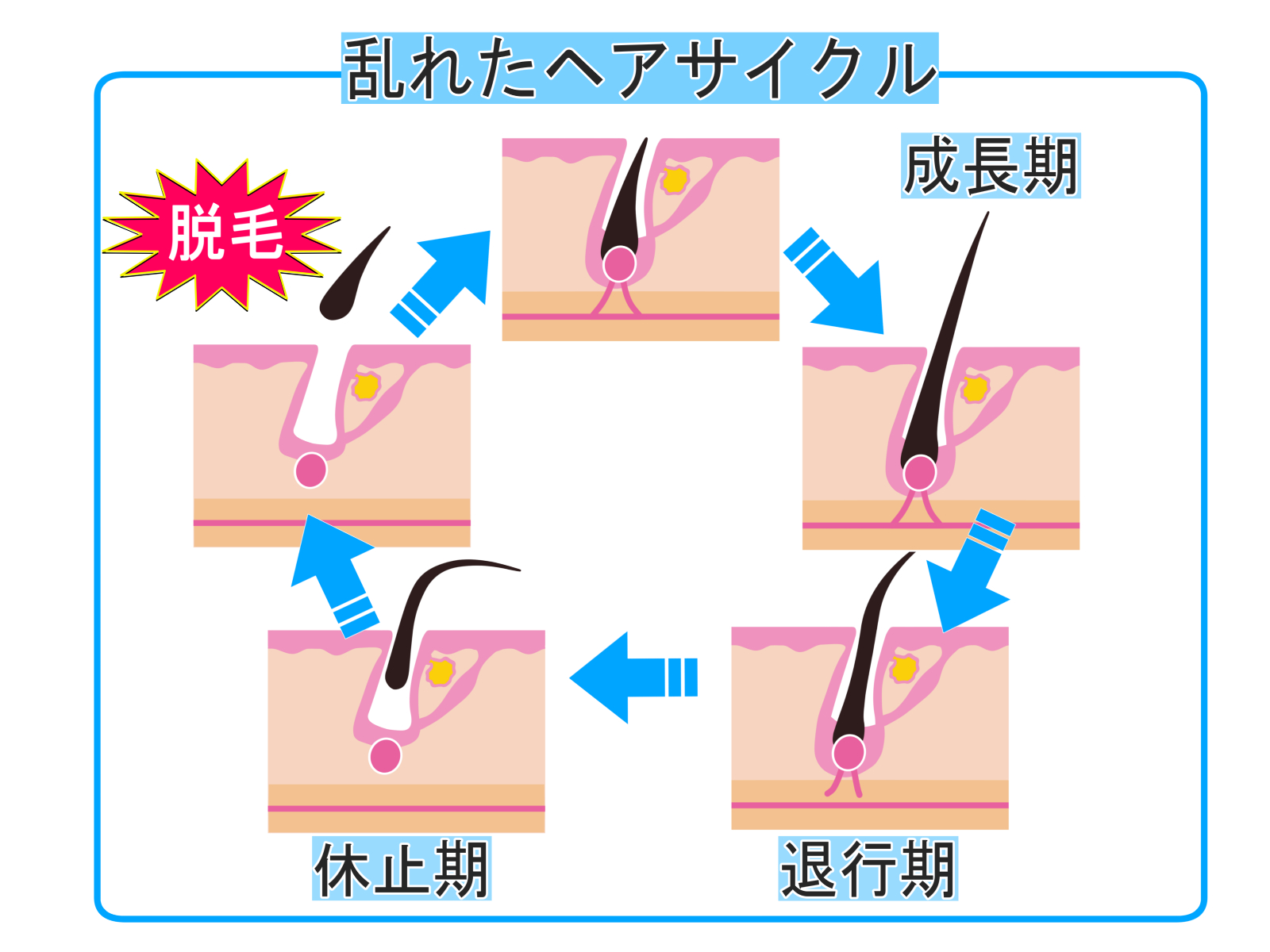 髪のサイクルについて