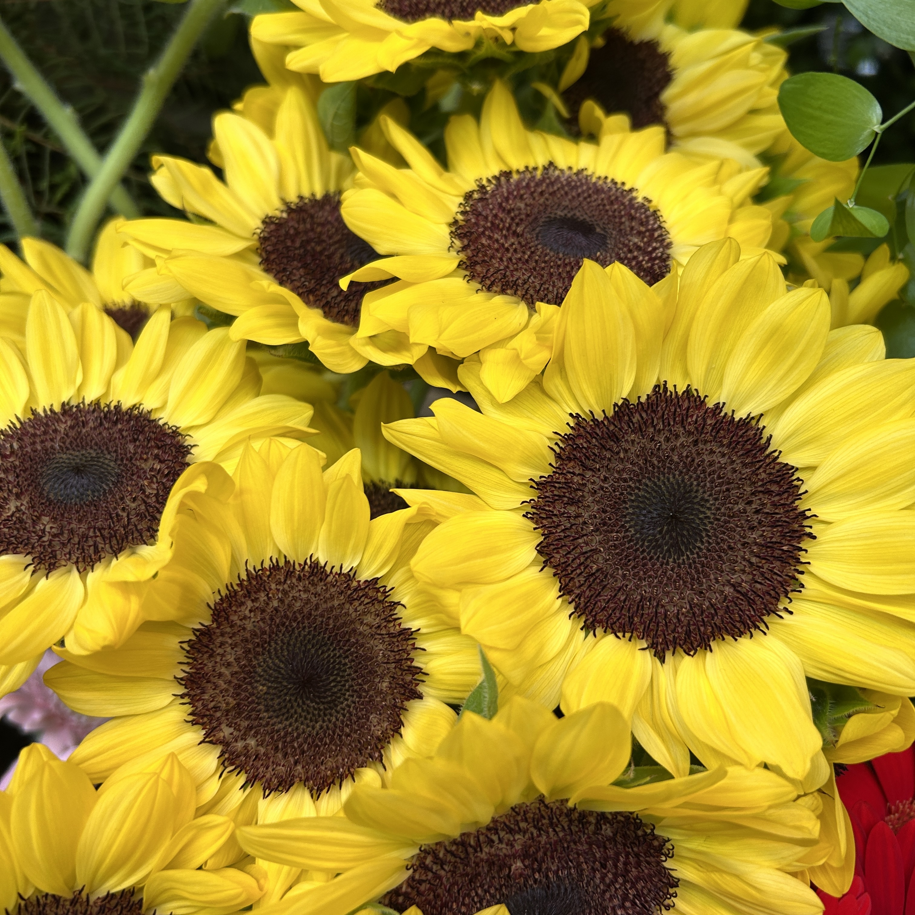 2026/07/15 入荷のお花です。