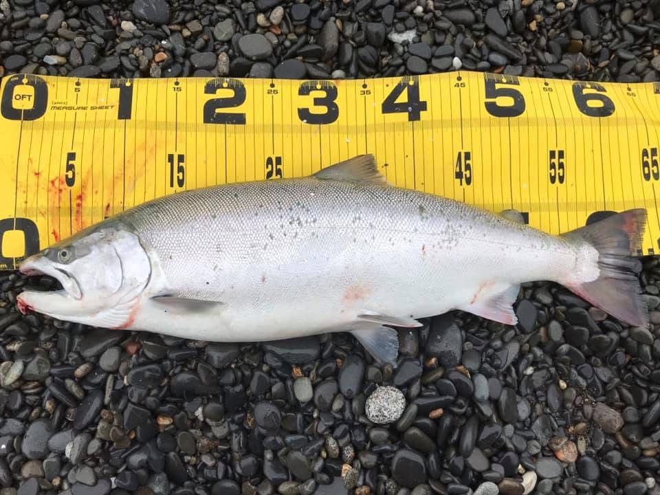 MFAブログ！サクラマスのデジタル魚拓を制作させていただきました😄