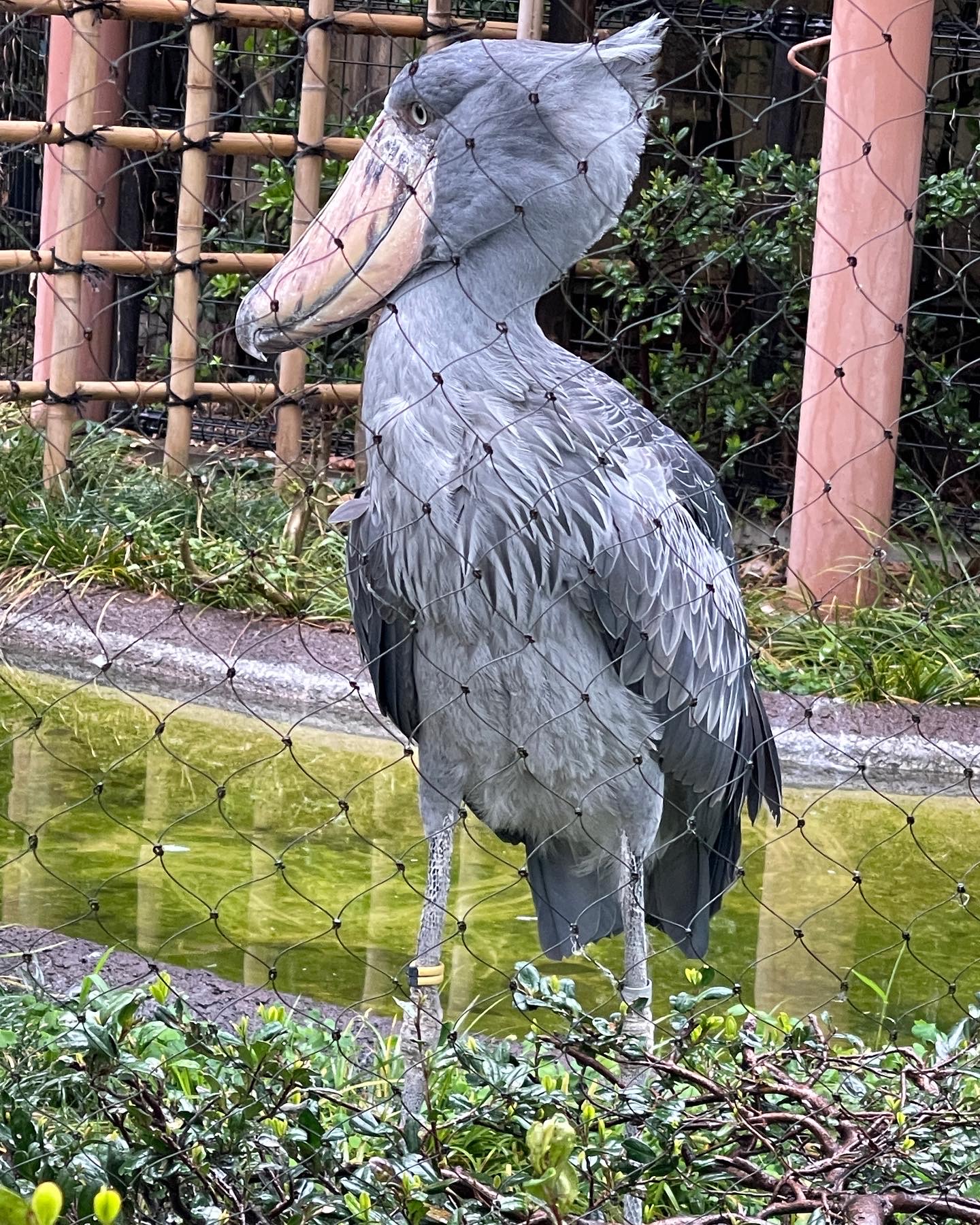 ハシビロコウは好きですか?