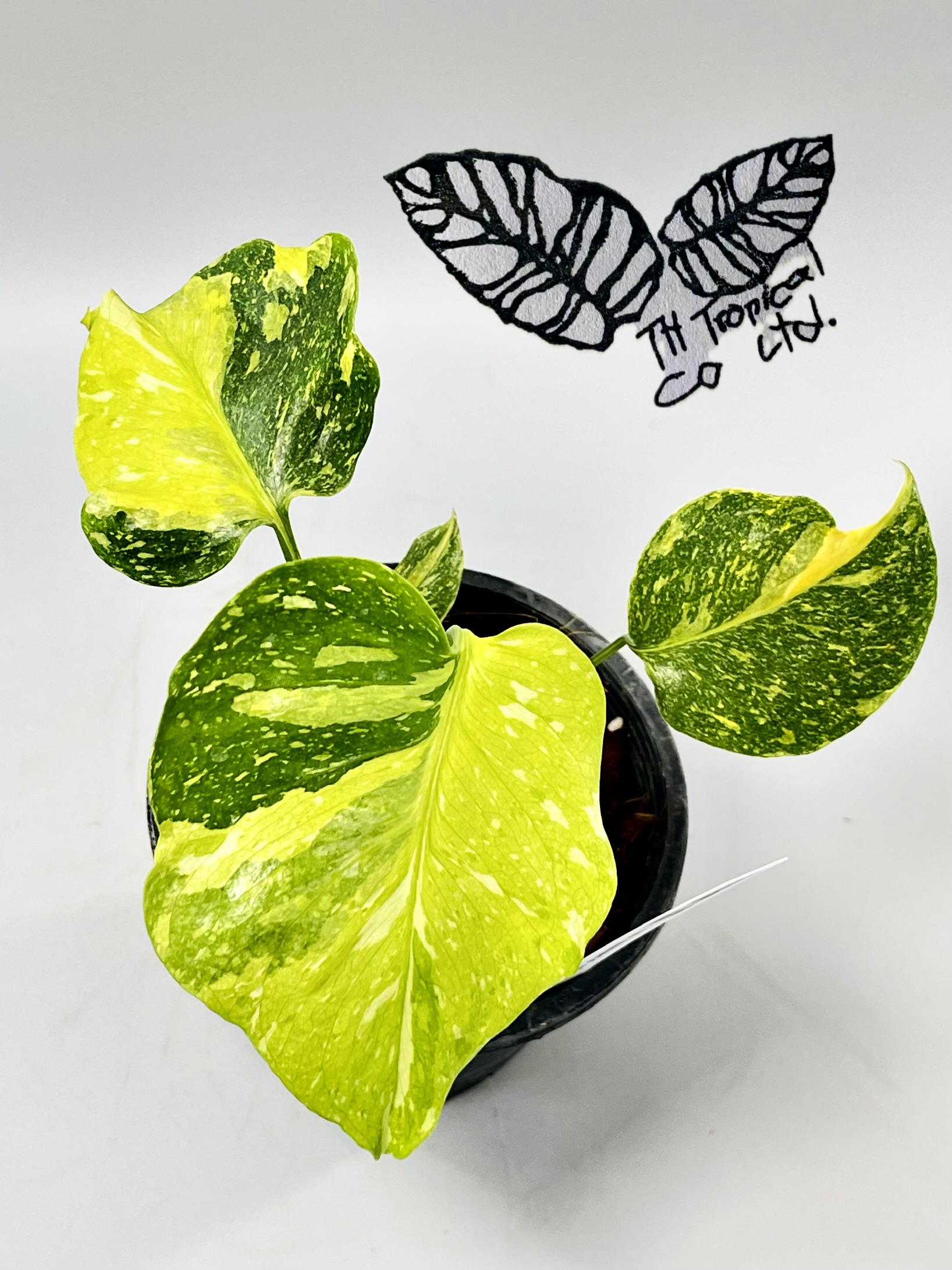 Monstera deliciosa “Golden Lion”