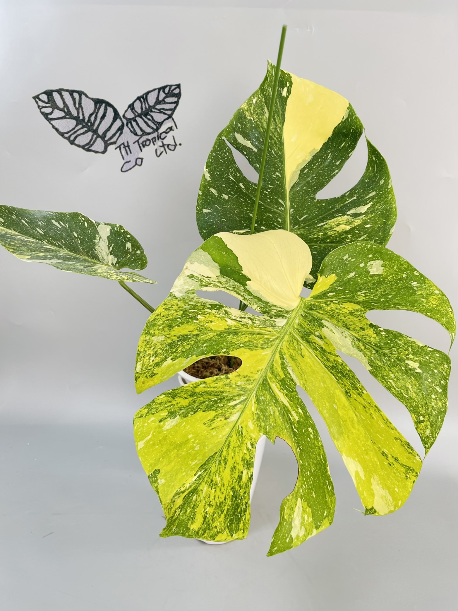 Monstera deliciosa “Miracle Tri Color”