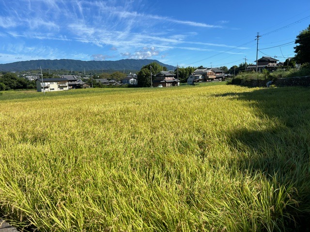 酷暑の稲刈り🥵