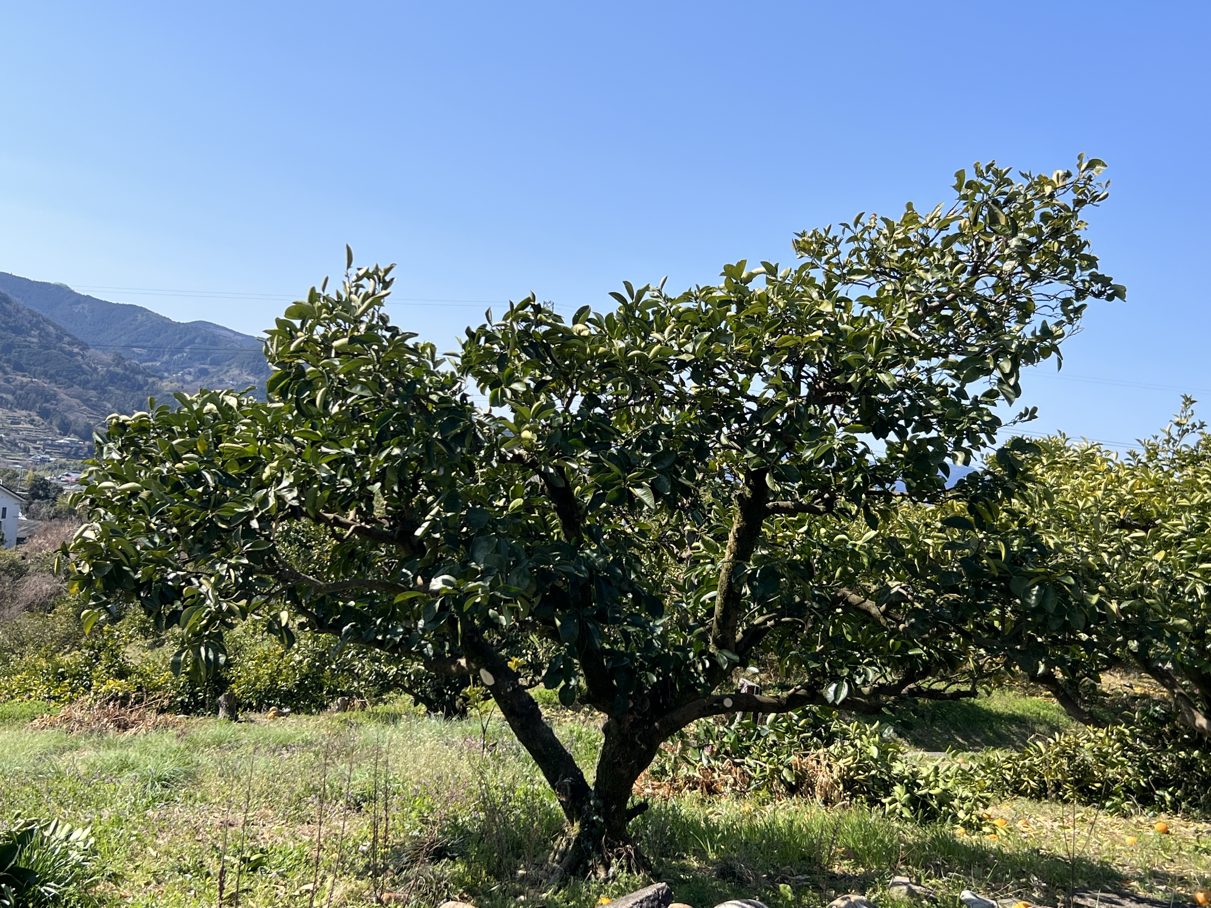 八朔の剪定が少しマシになりました😁