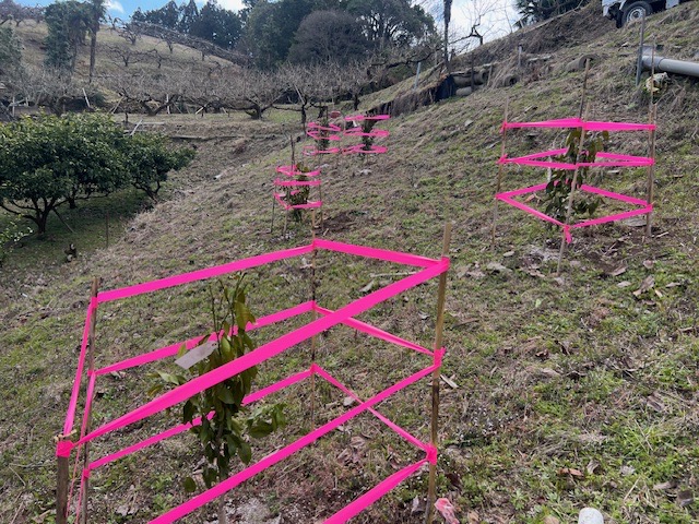 南津海とポンカンの苗を植えてみたら！