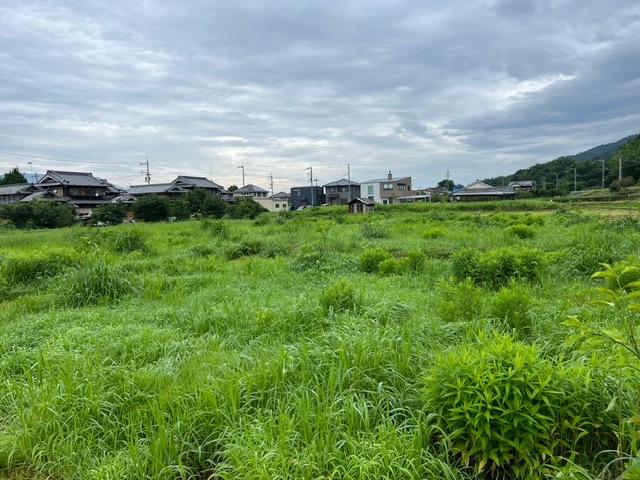 雨が無くても草は強い