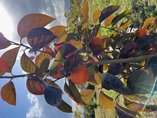 麗玉が初めてなりました。