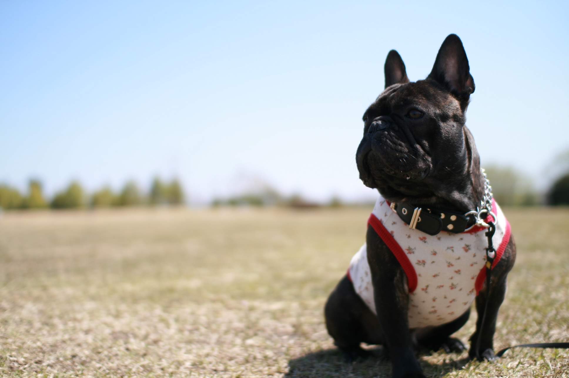 こだわりフィットについて