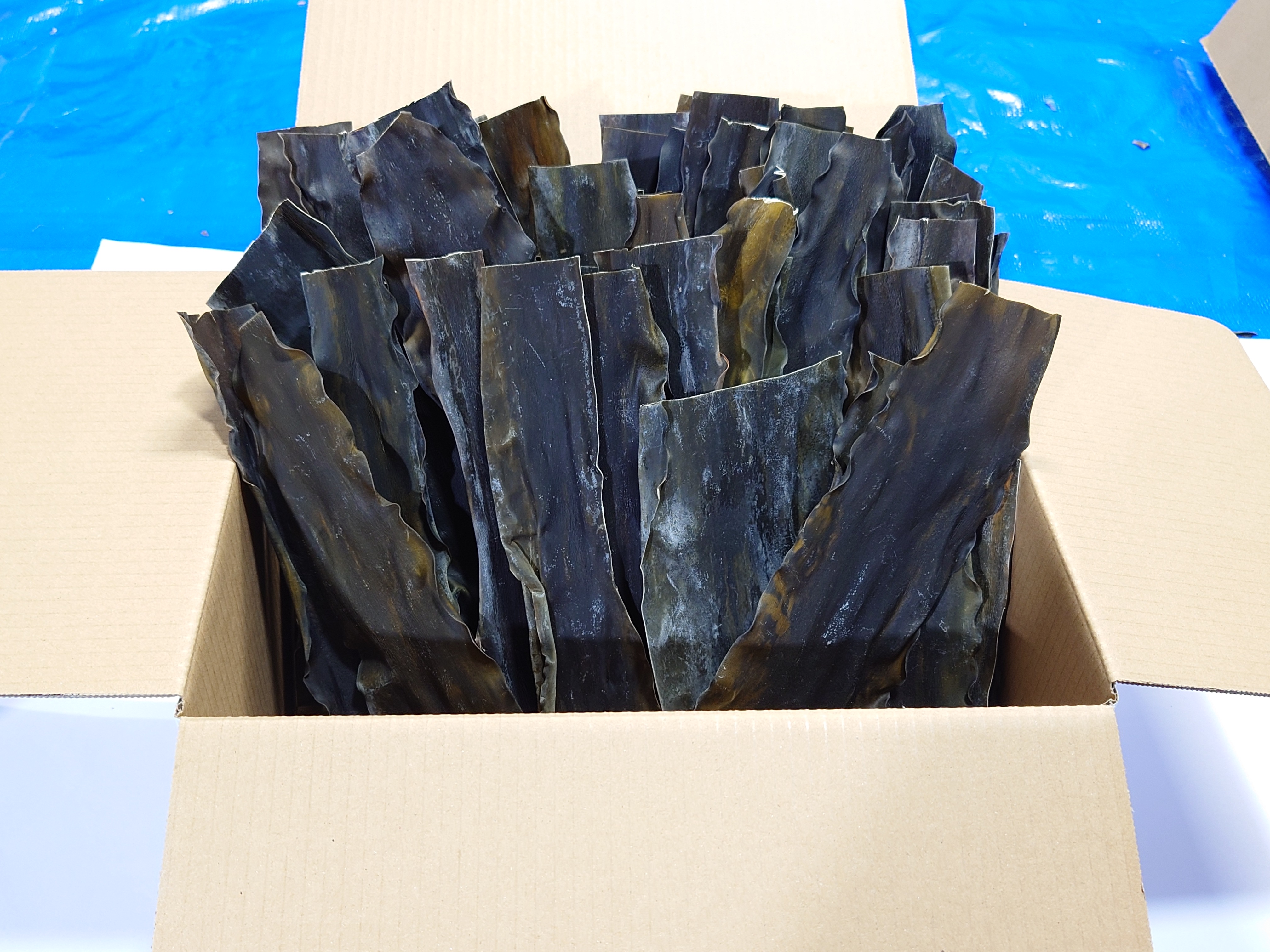 箱入り昆布！