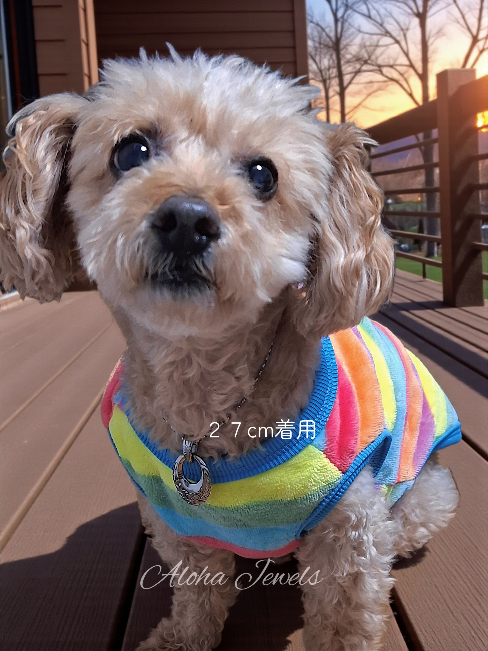 Circleネックレスを愛犬につけてみました