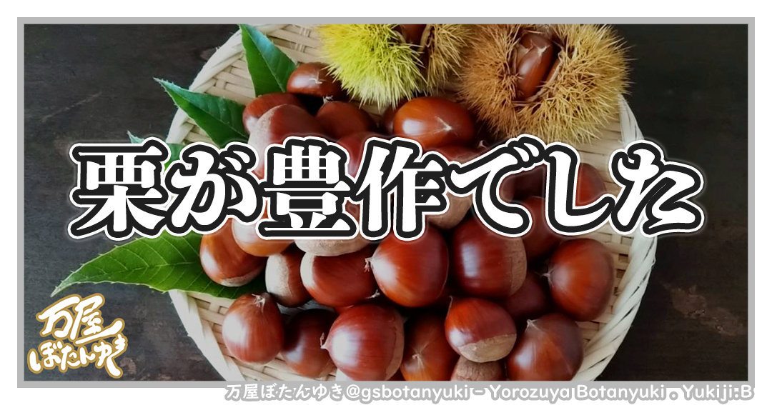 ＃25「栗が豊作でした＆年末年始のご挨拶」