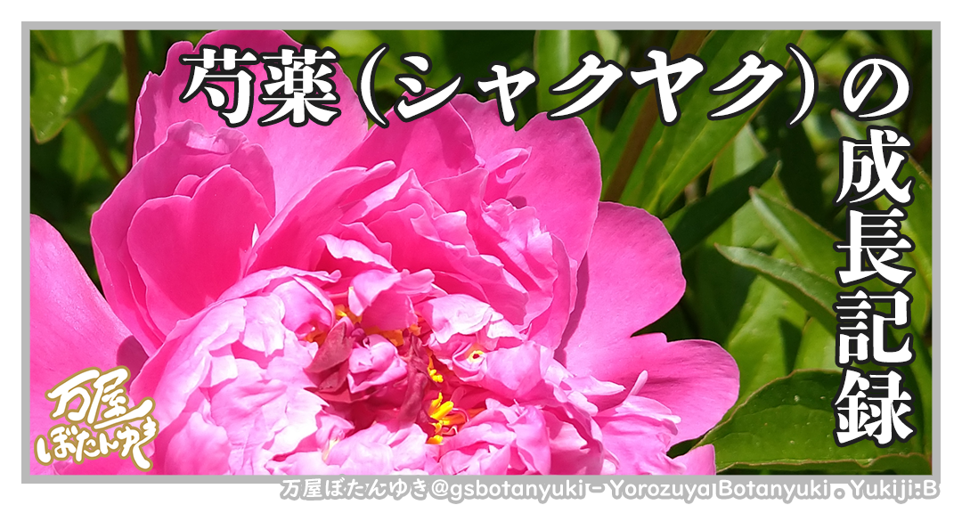 ＃18「芍薬（シャクヤク）の成長記録」