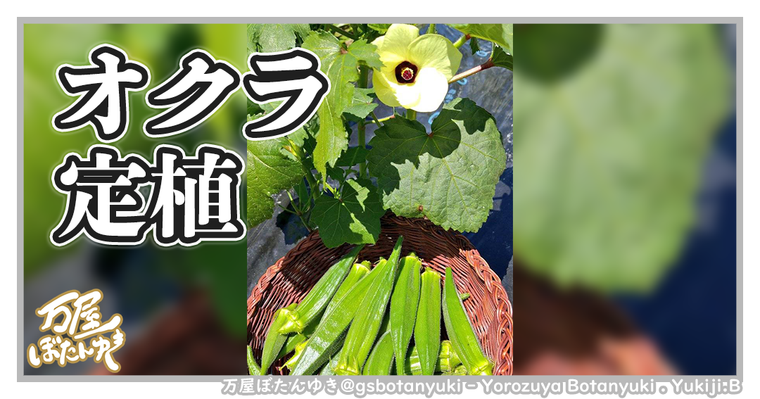 ＃20「オクラ定植」