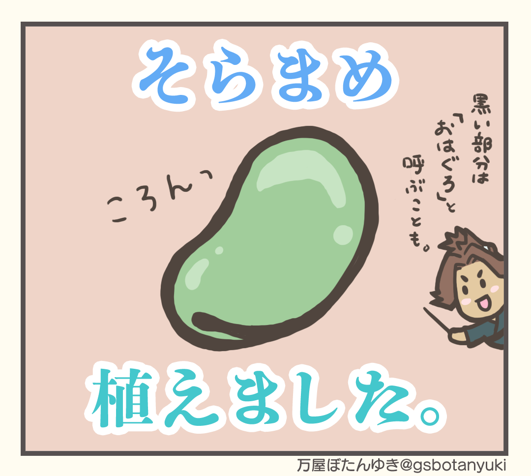 ＃3「ソラマメ」