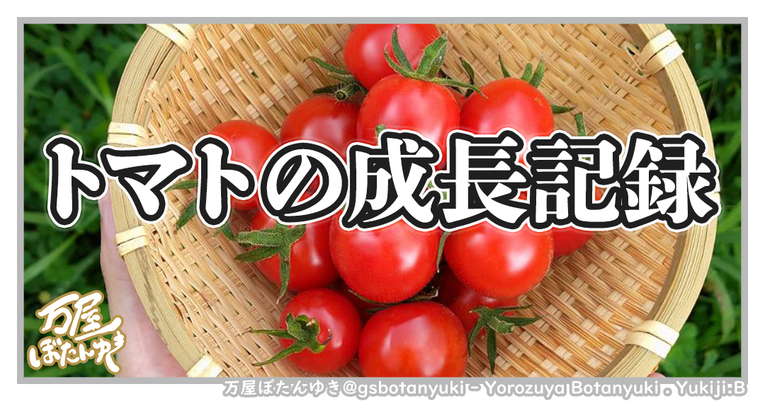 ＃21「トマトの成長記録」