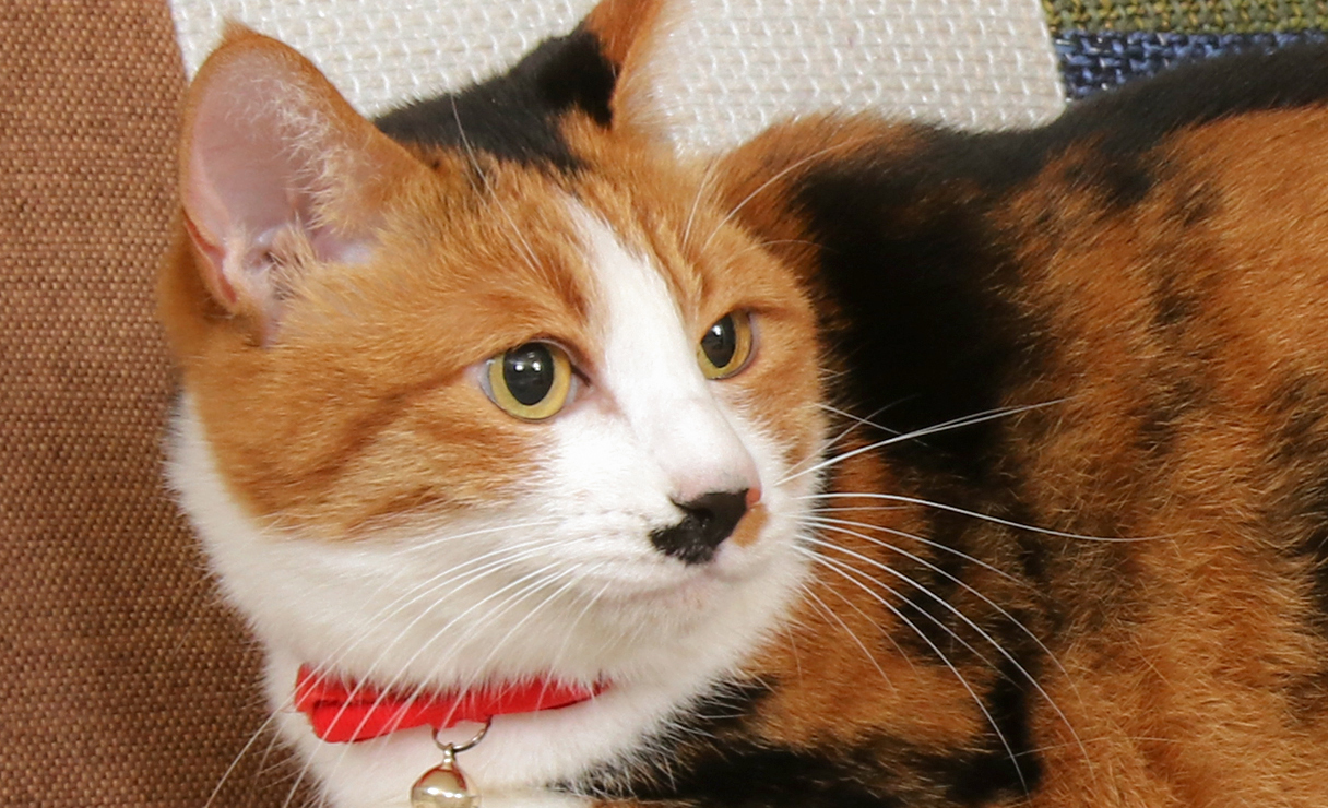 猫のヒゲには不思議な効果があるかも？