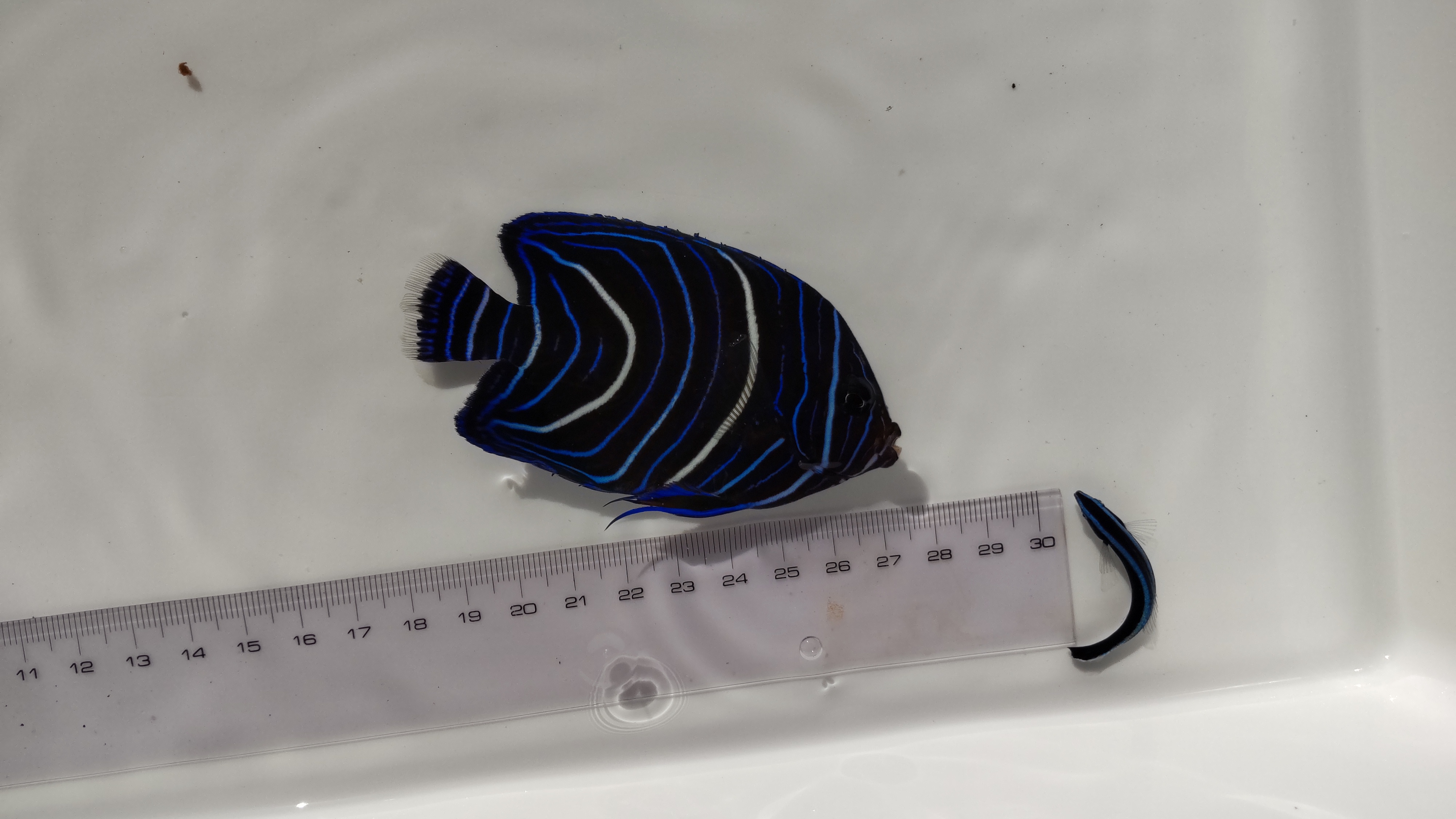 季節来遊魚