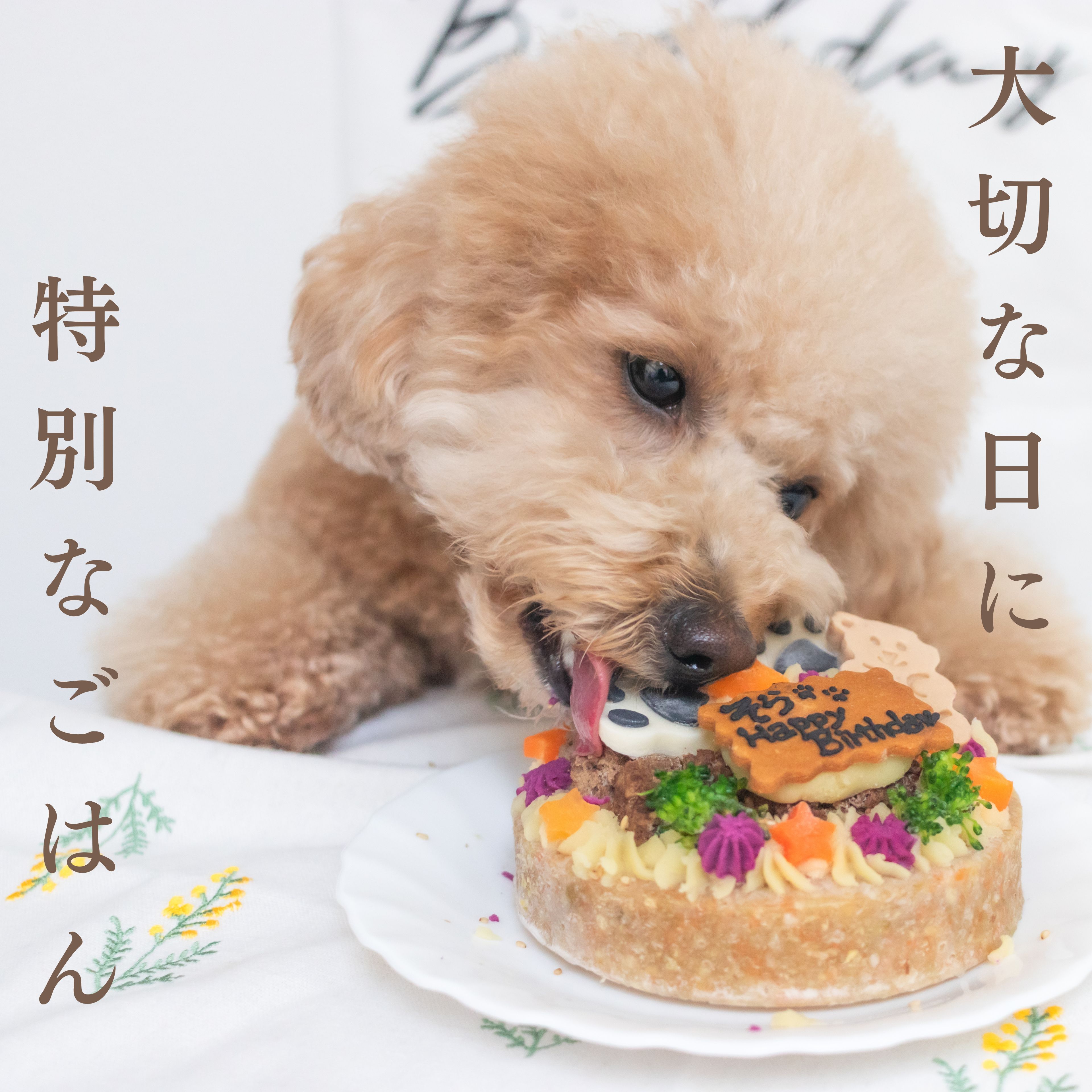 犬の誕生日に何をする？愛犬が喜ぶ特別なお祝い