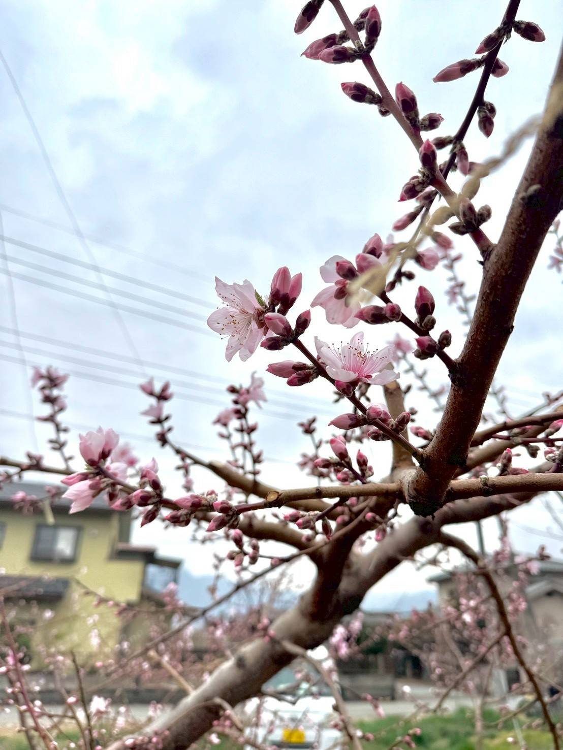 【 ついに開花🌸 】