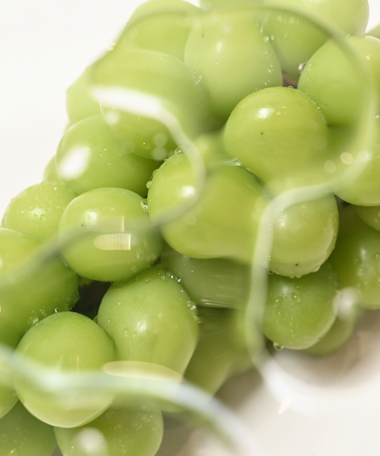 |樹上の宝石💎収穫目前!🍇|