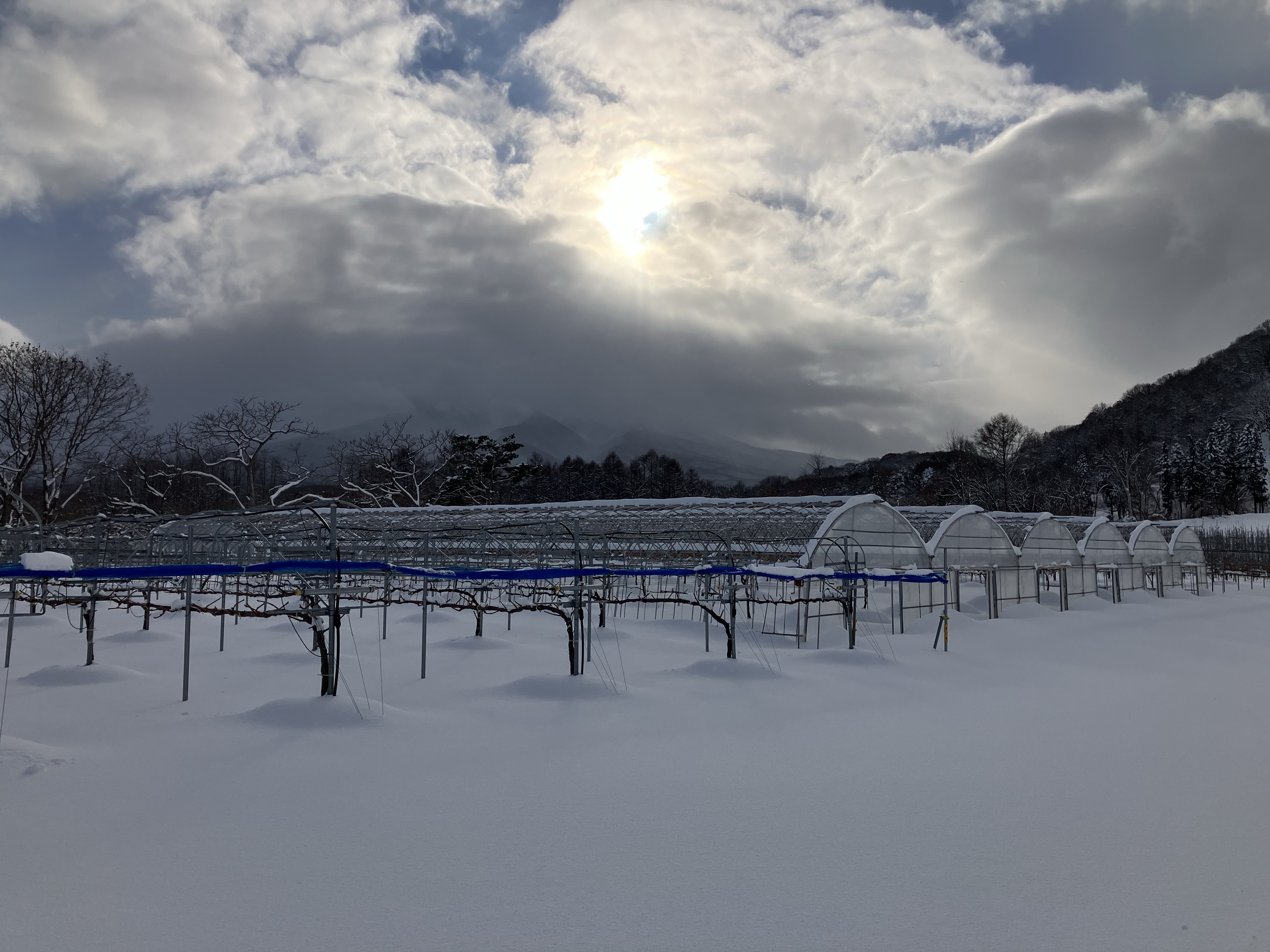 トゥルーバファーム青森の雪景色