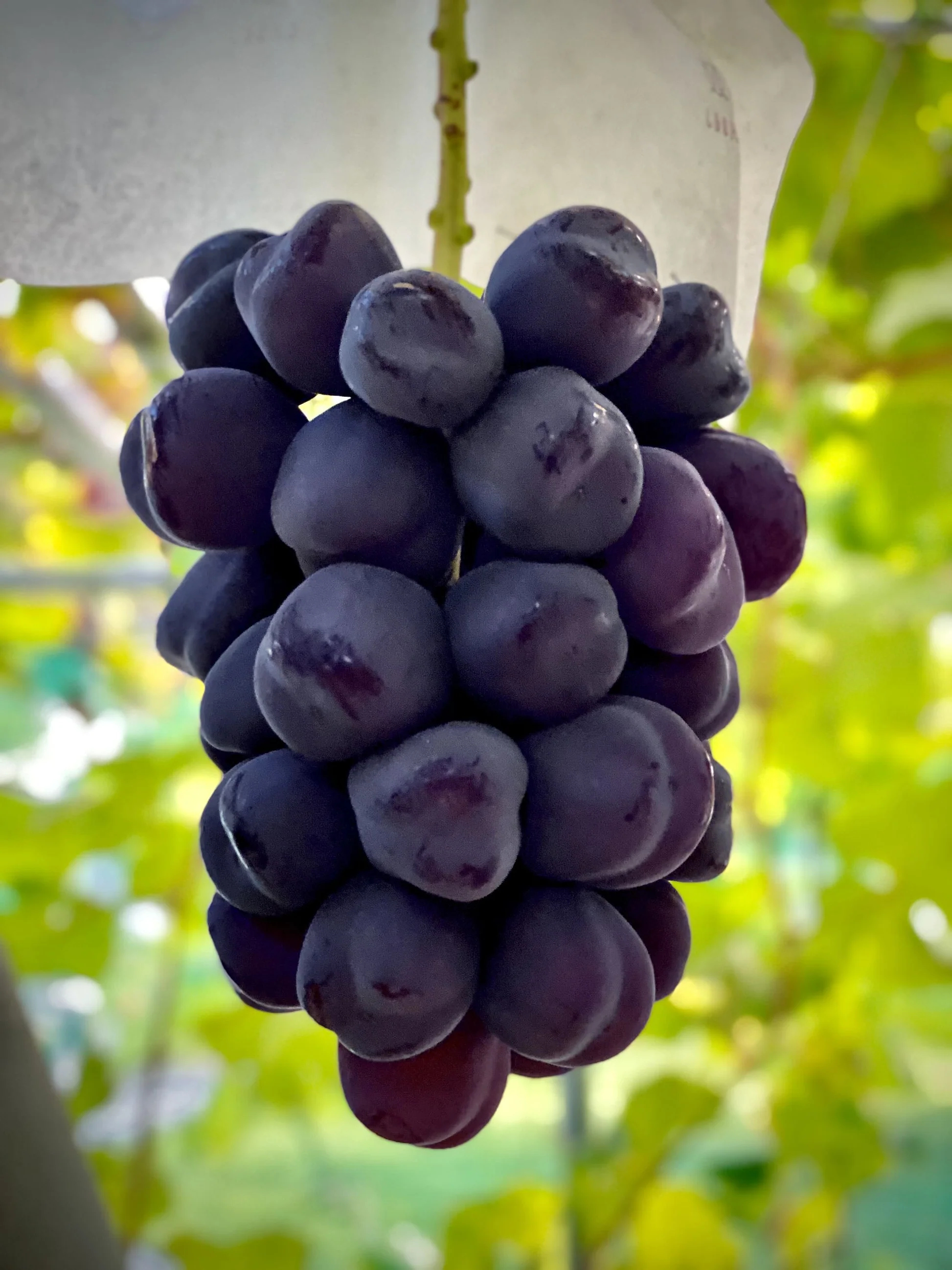 品種の紹介(富士の輝)