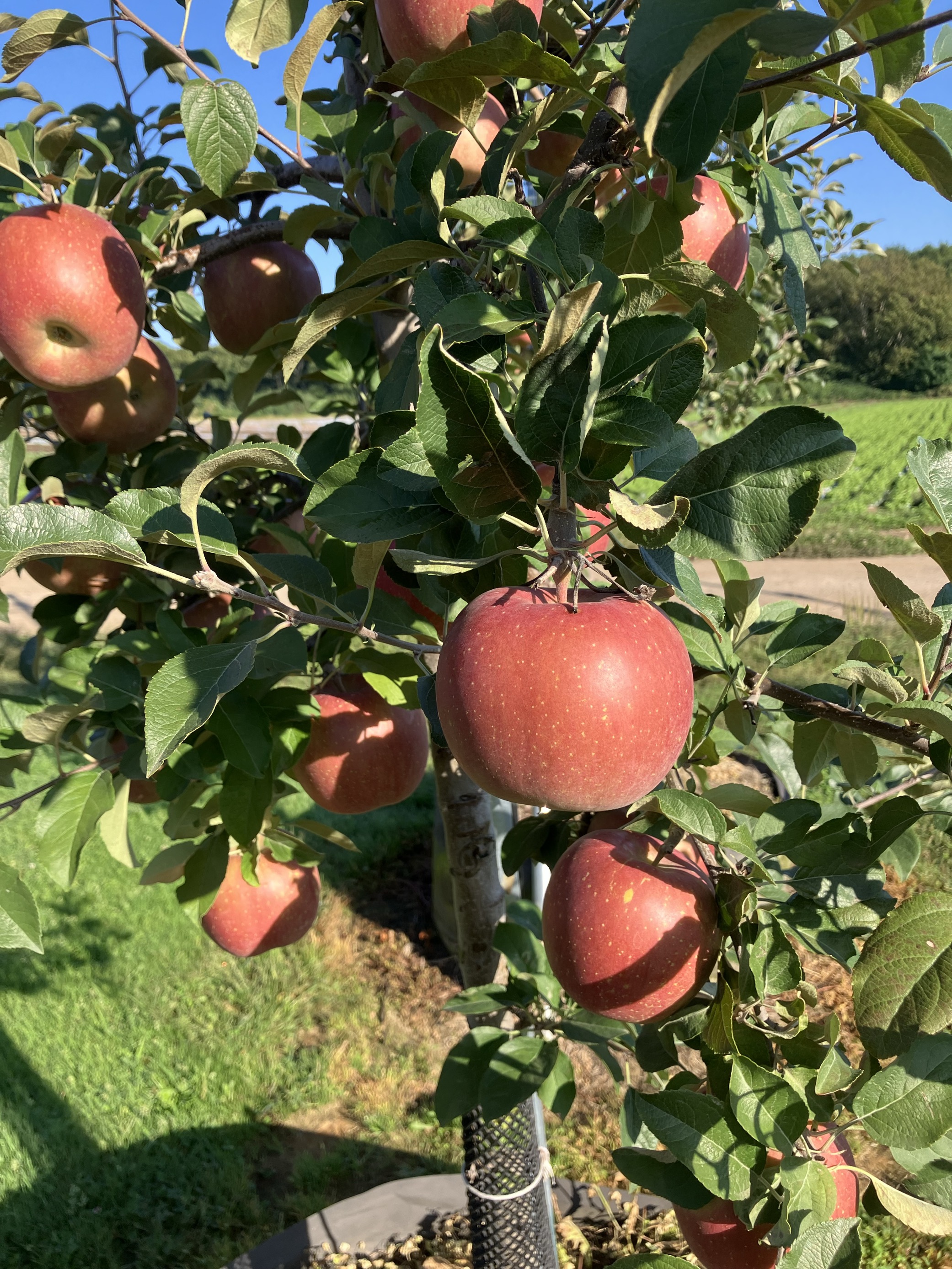 フジりんごが紅く色付いてきました
