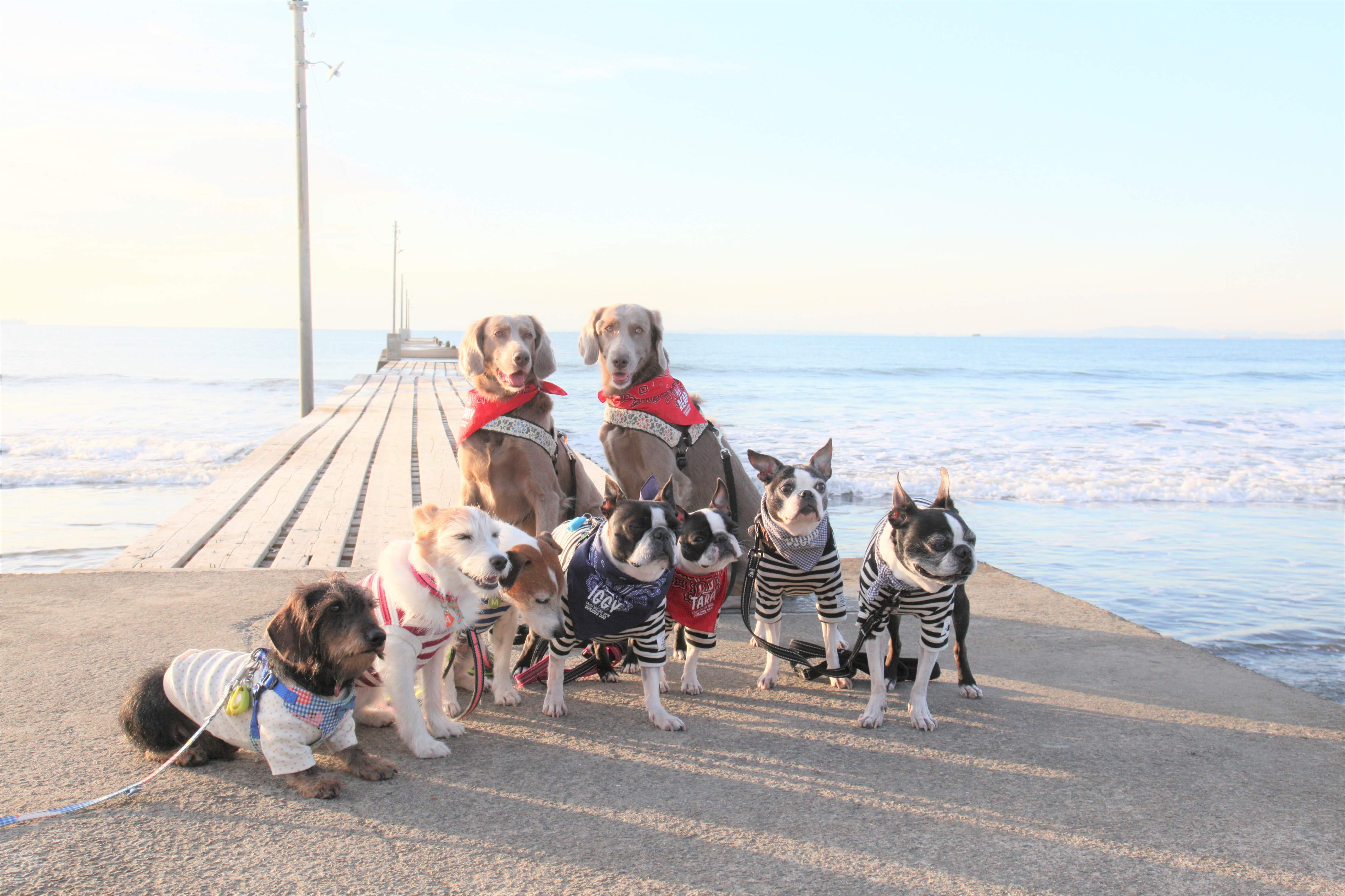 コラム・飼い主とわんこは似ている