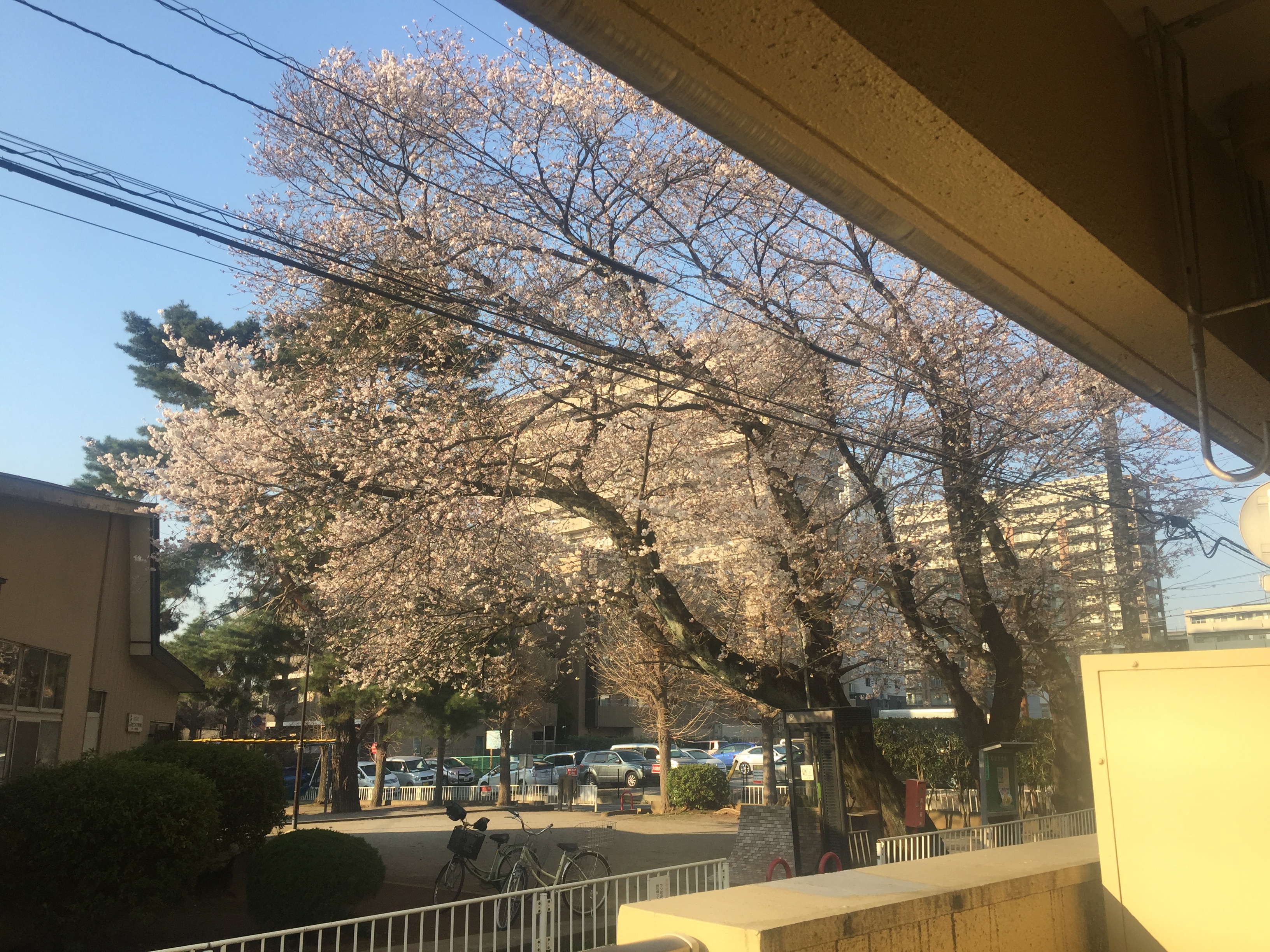 桜満開