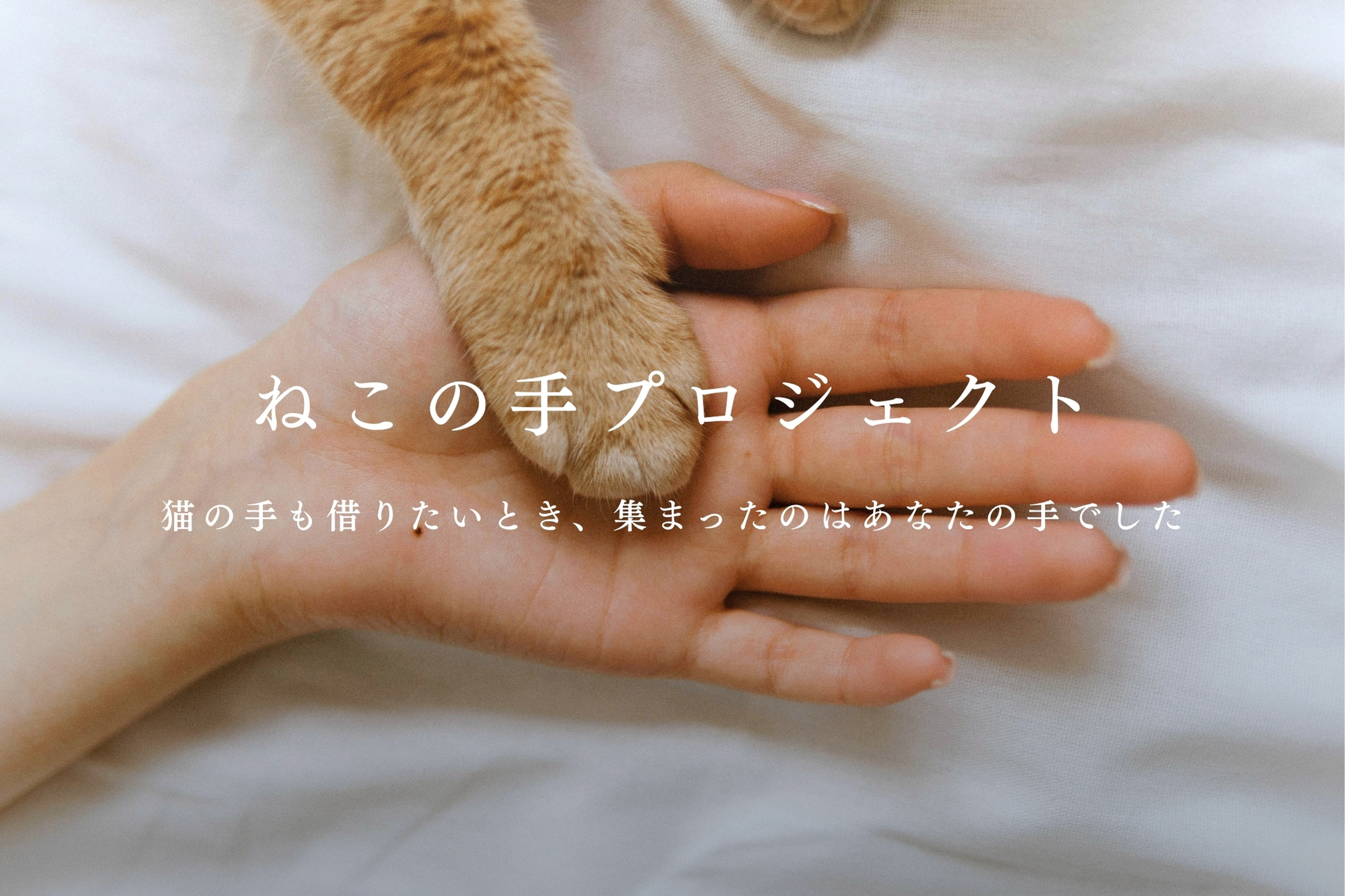 ねこの手プロジェクトについて