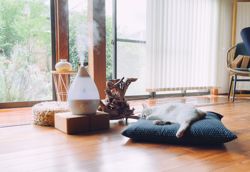 猫とわたしの暮らし
