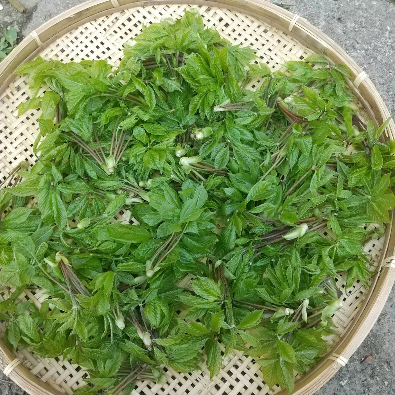 “こしあぶら” 販売