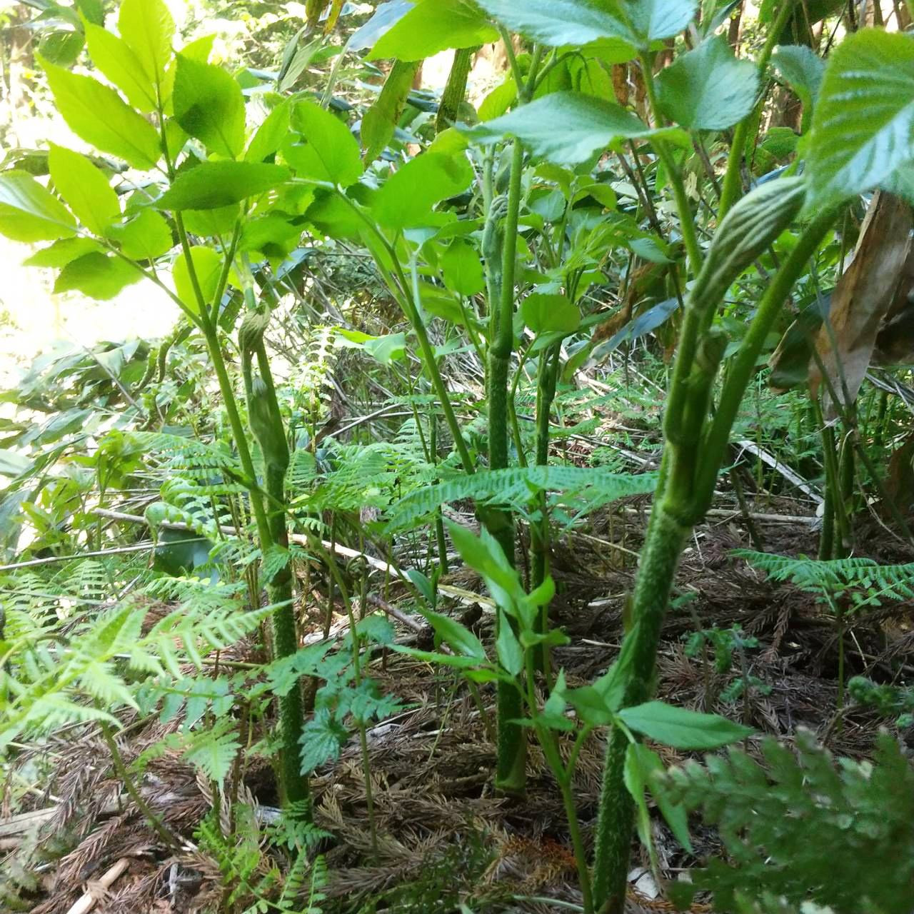 自然の “山うど” は白くない