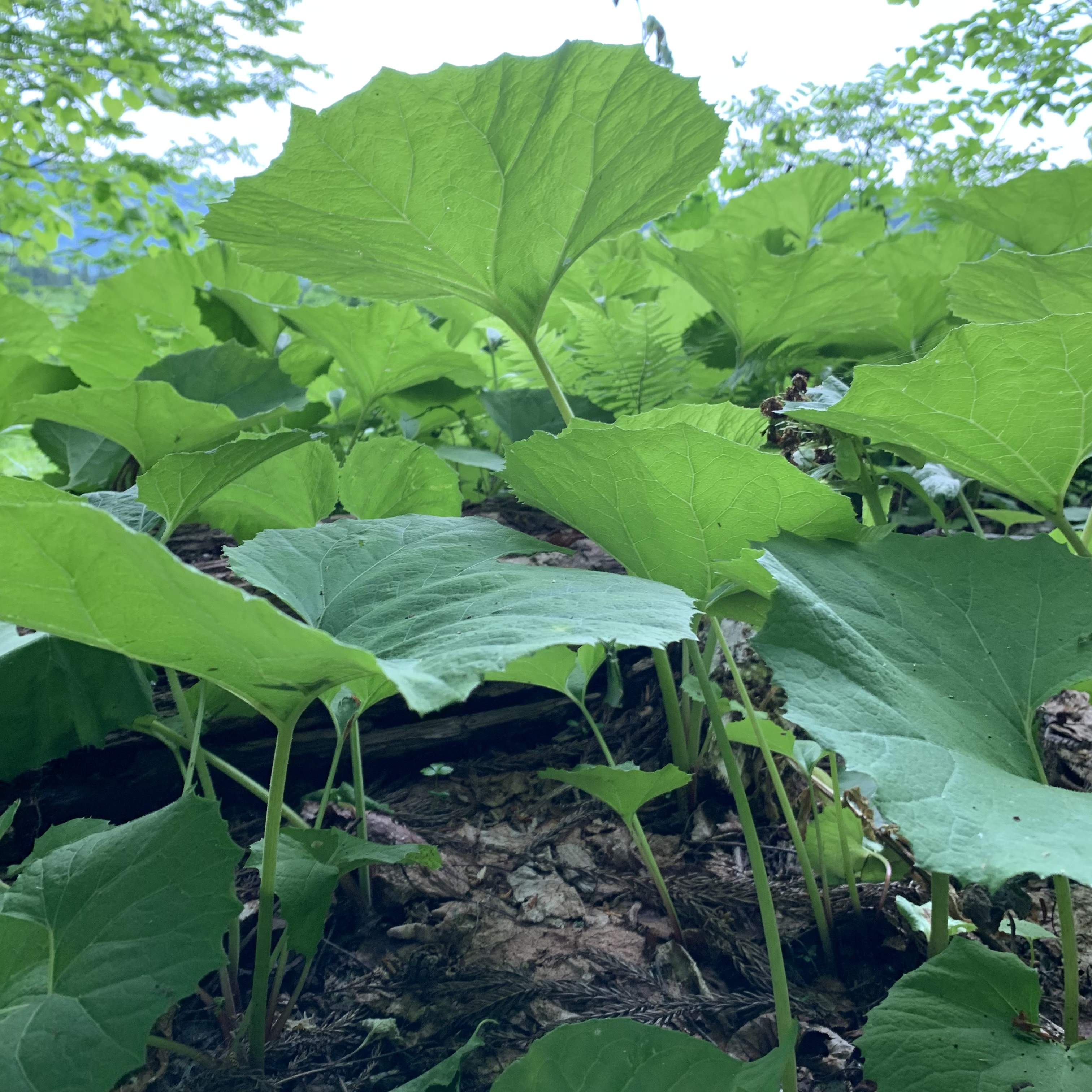 “山ふき”も出てきました