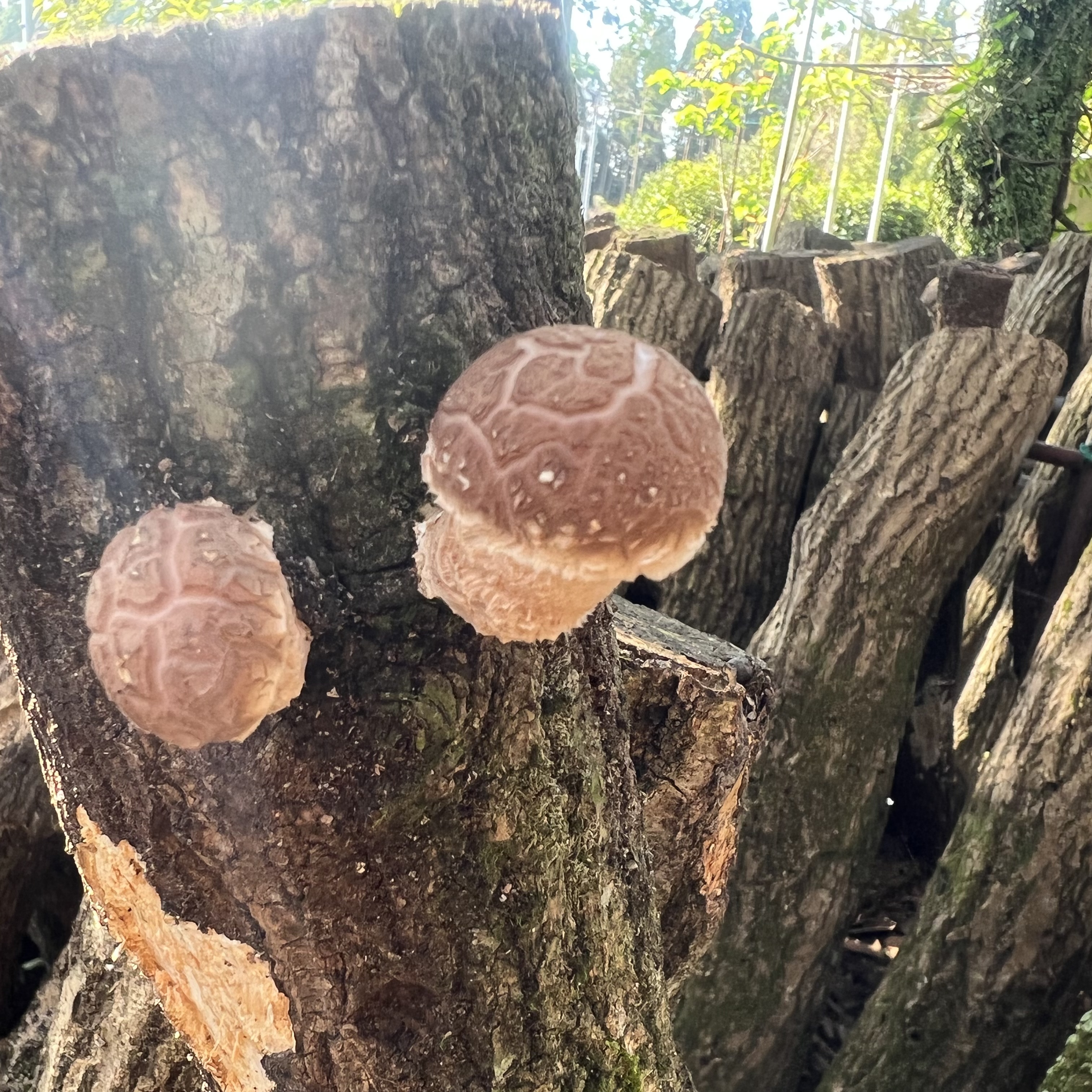 可愛いのがポツポツと