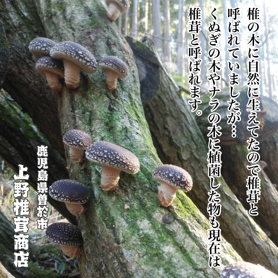 手間ひまかけて