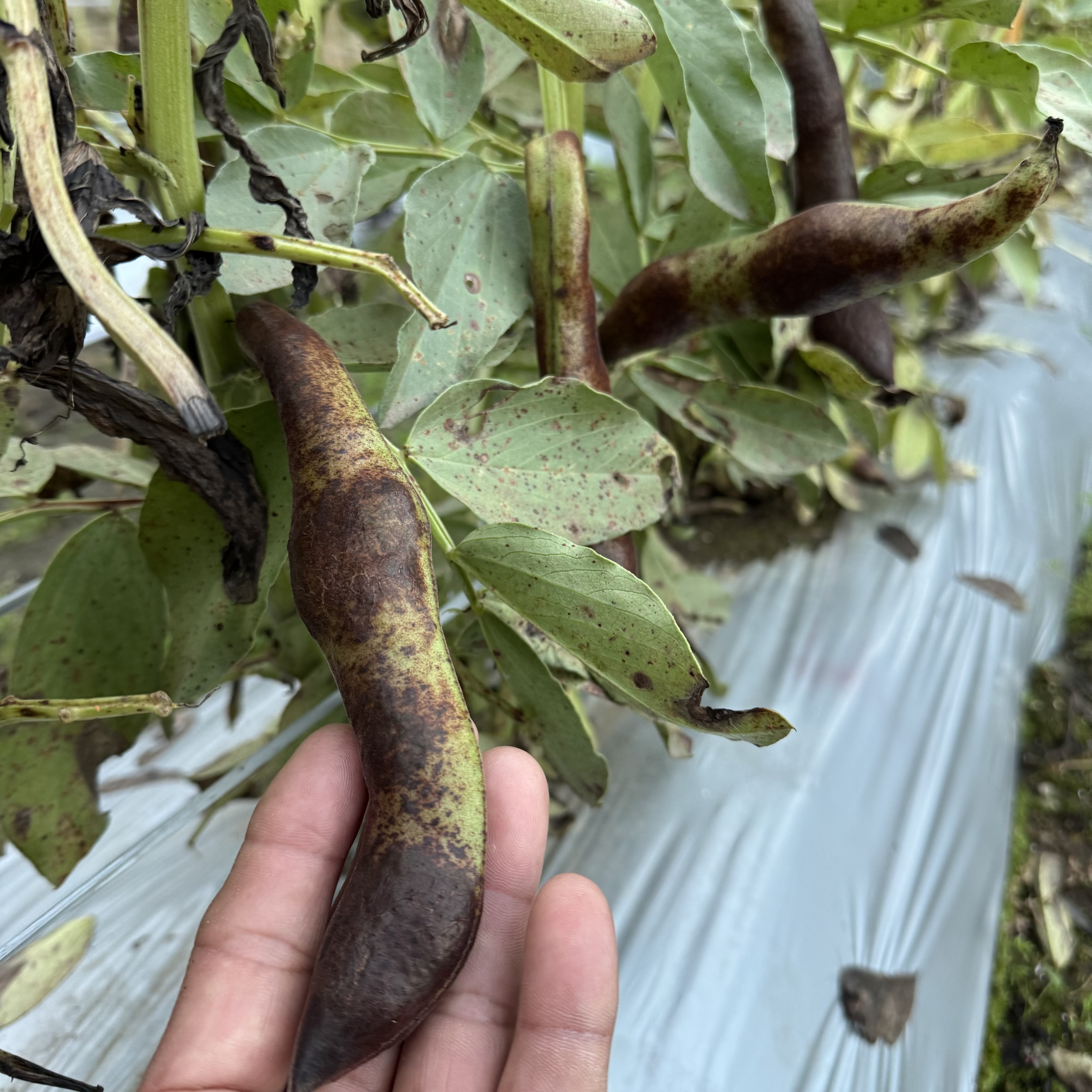 ファーべの種取り