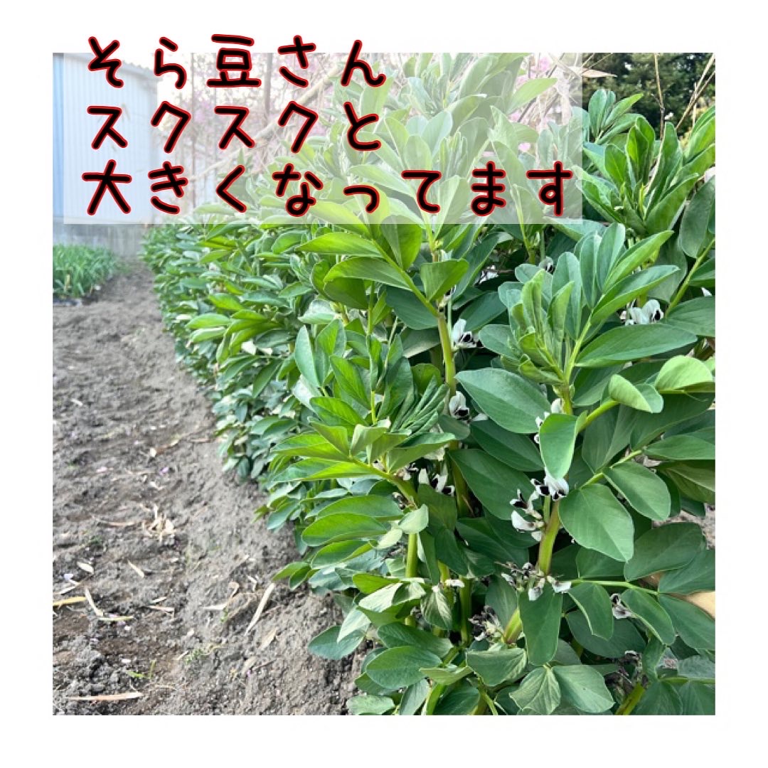 そら豆さん
